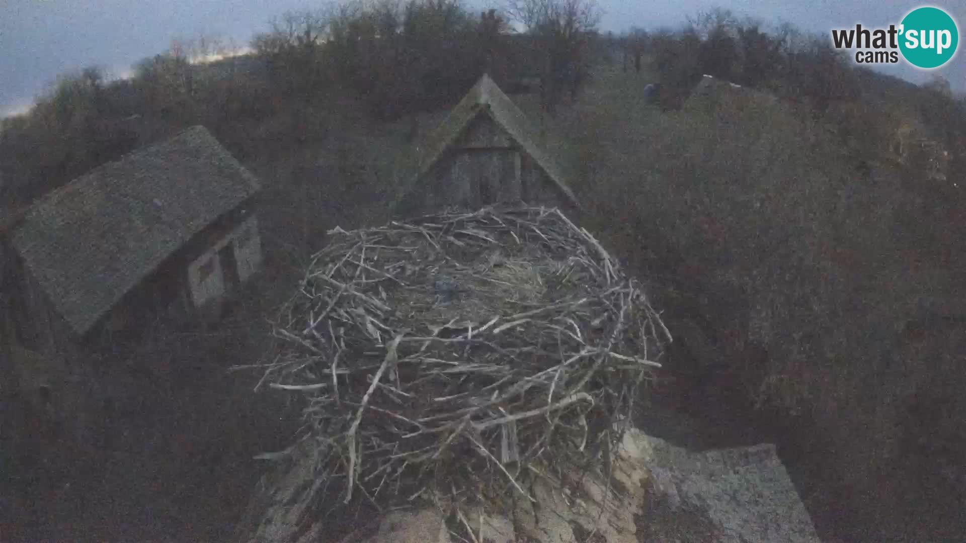 Villaggio delle cicogne europee webcam Parco naturale di Lonjsko polje