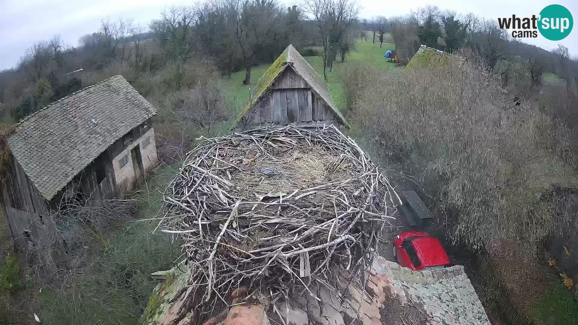 Evropska vas štorklje – Krajinski park Lonjsko polje spletna kamera