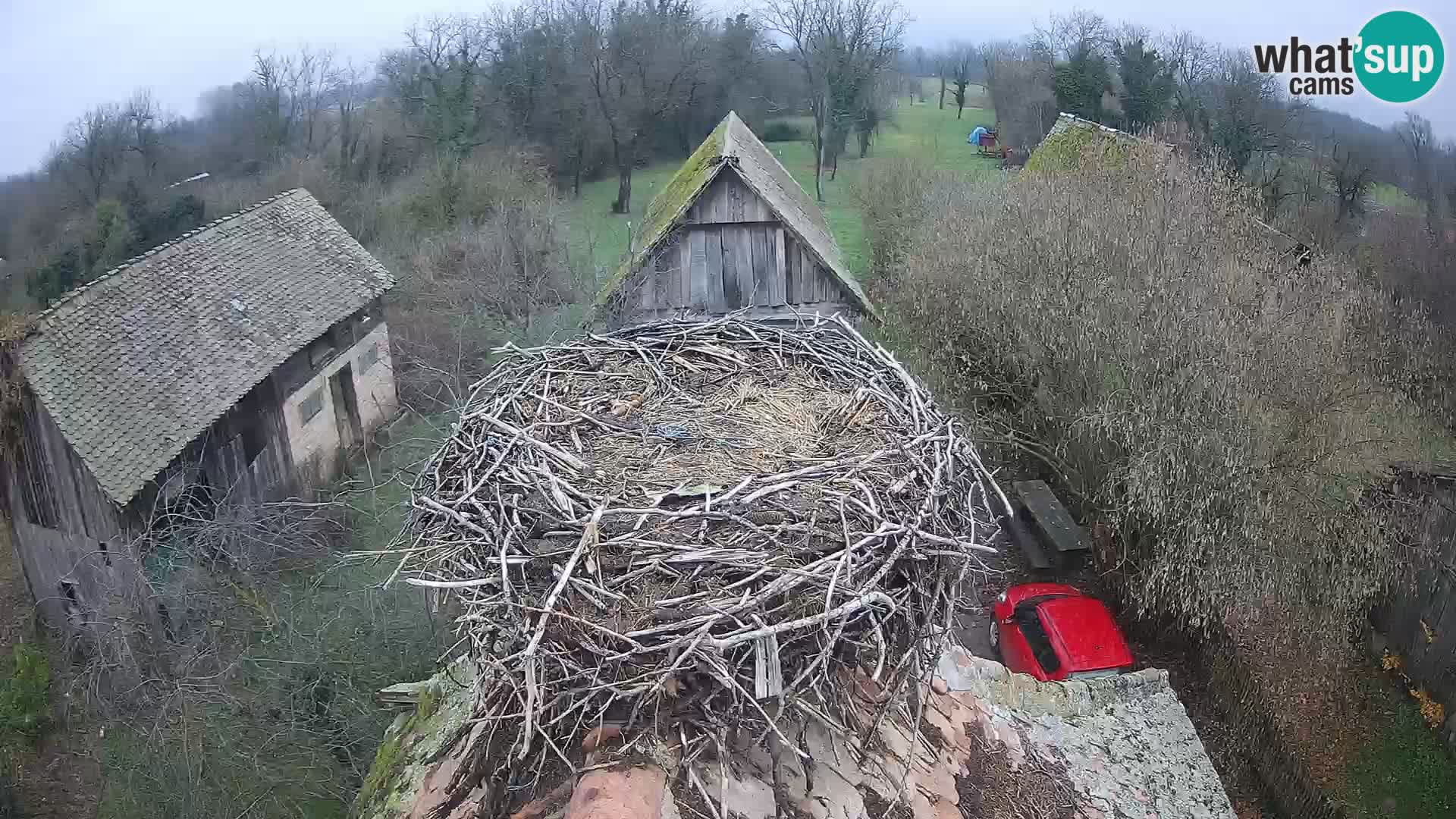 Villaggio delle cicogne europee webcam Parco naturale di Lonjsko polje