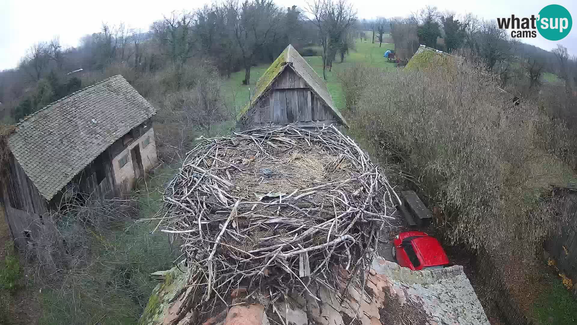 Evropska vas štorklje – Krajinski park Lonjsko polje spletna kamera