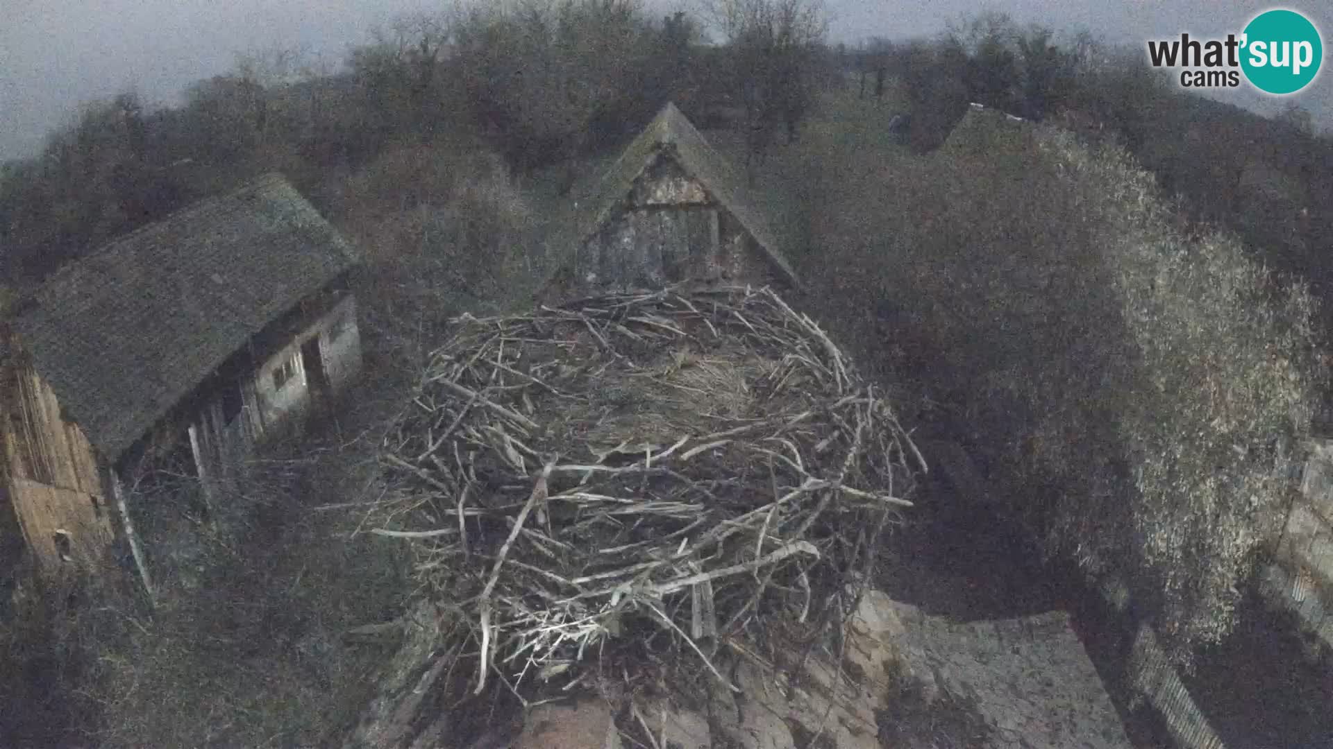 Evropska vas štorklje – Krajinski park Lonjsko polje spletna kamera