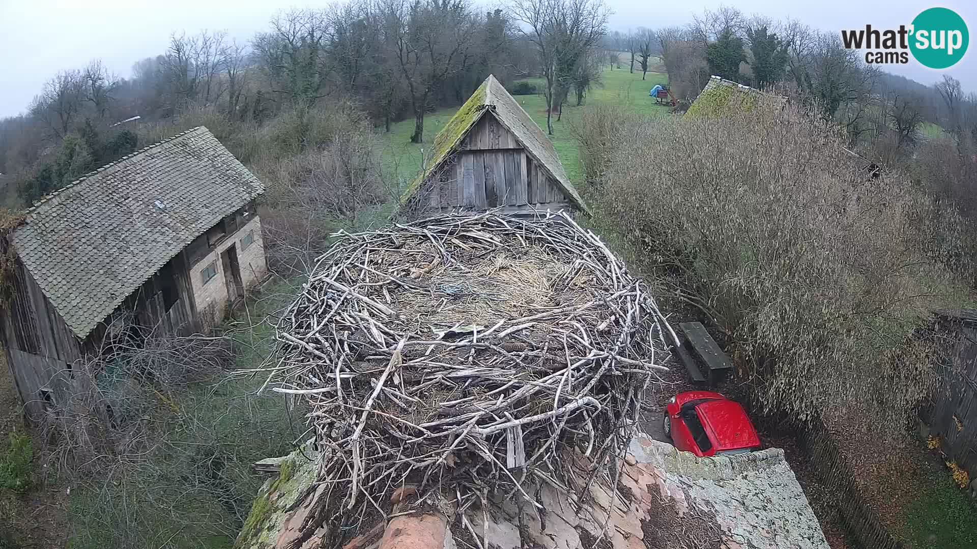 Villaggio delle cicogne europee webcam Parco naturale di Lonjsko polje