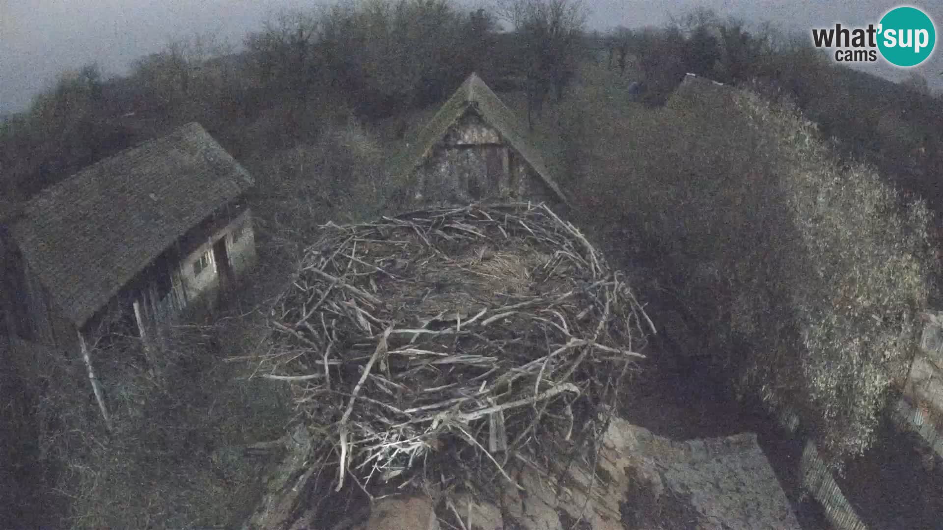 Webcam Europäisches Storchendorf – Naturpark Lonjsko polje
