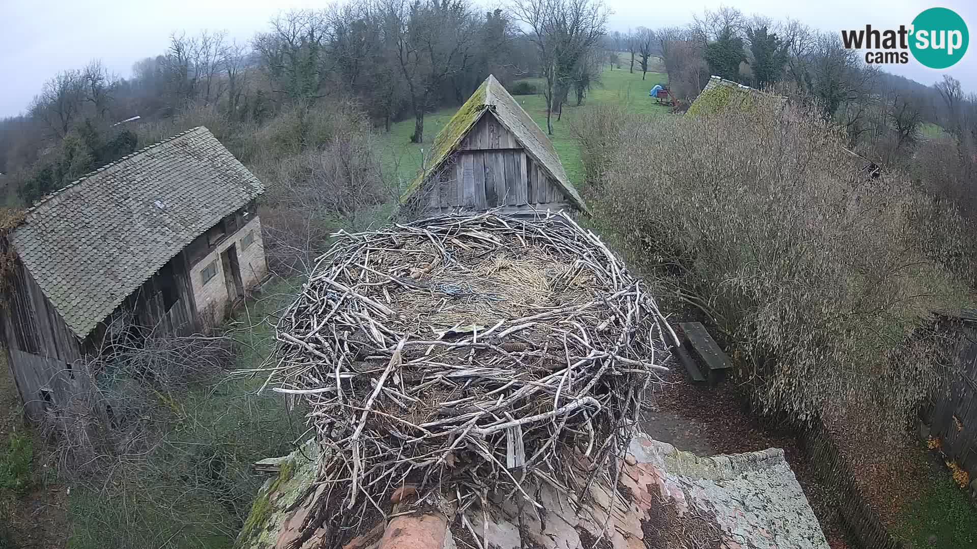Pueblo europeo de cigüeñas camera en vivo Parque Natural Lonjsko polje