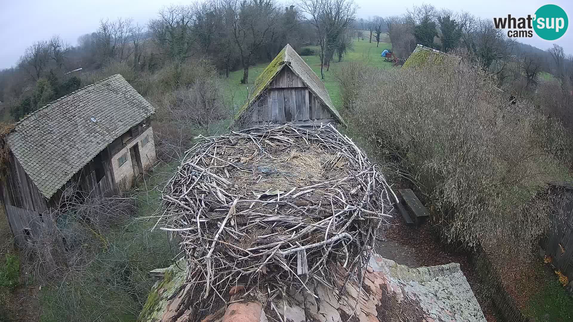 Pueblo europeo de cigüeñas camera en vivo Parque Natural Lonjsko polje