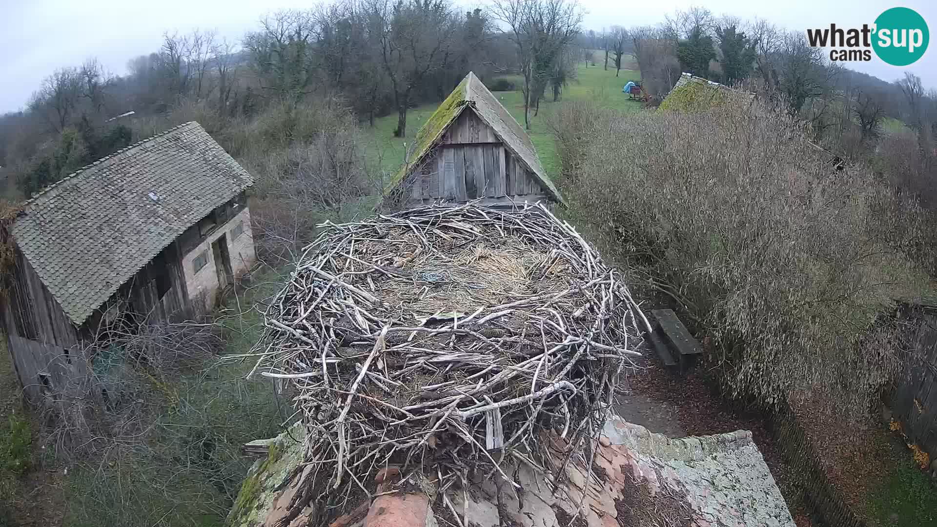 Villaggio delle cicogne europee webcam Parco naturale di Lonjsko polje