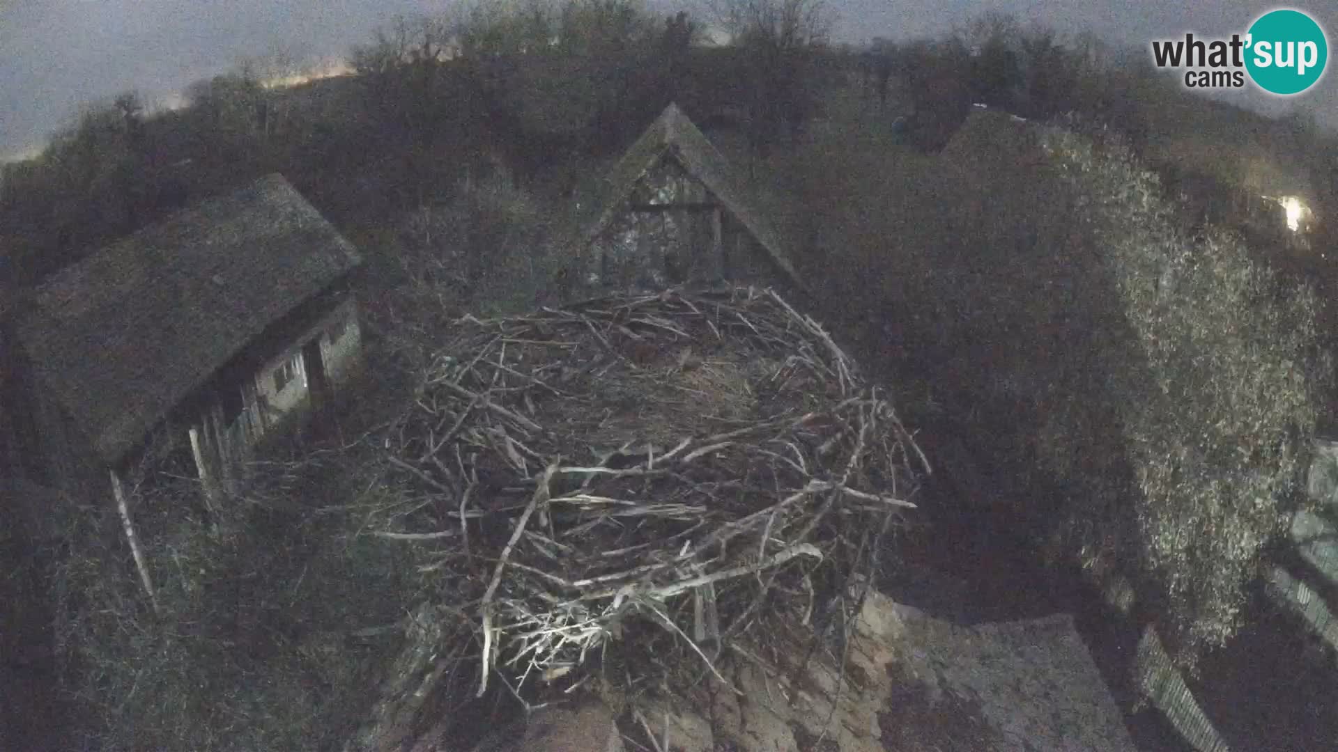 Village européen de cigognes webcam Parc naturel de Lonjsko polje