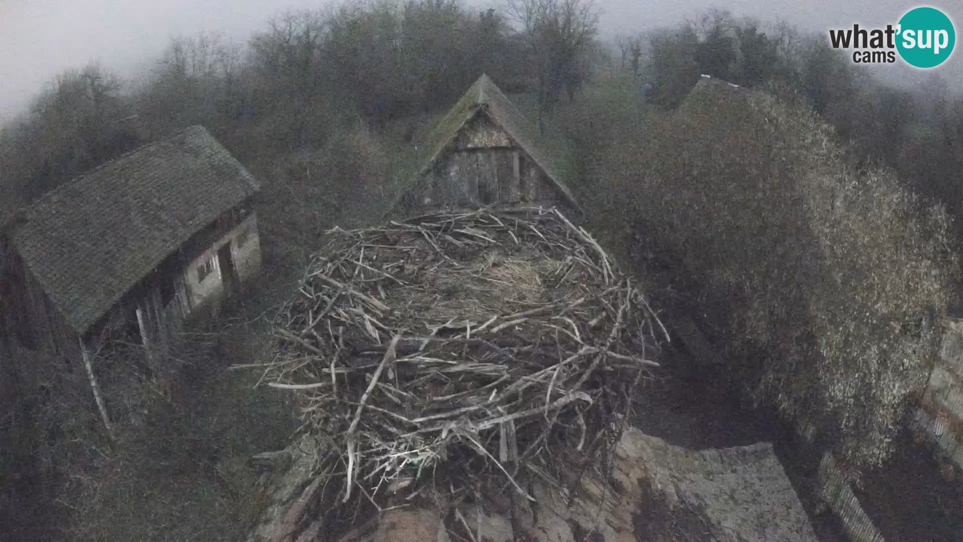 Village européen de cigognes webcam Parc naturel de Lonjsko polje