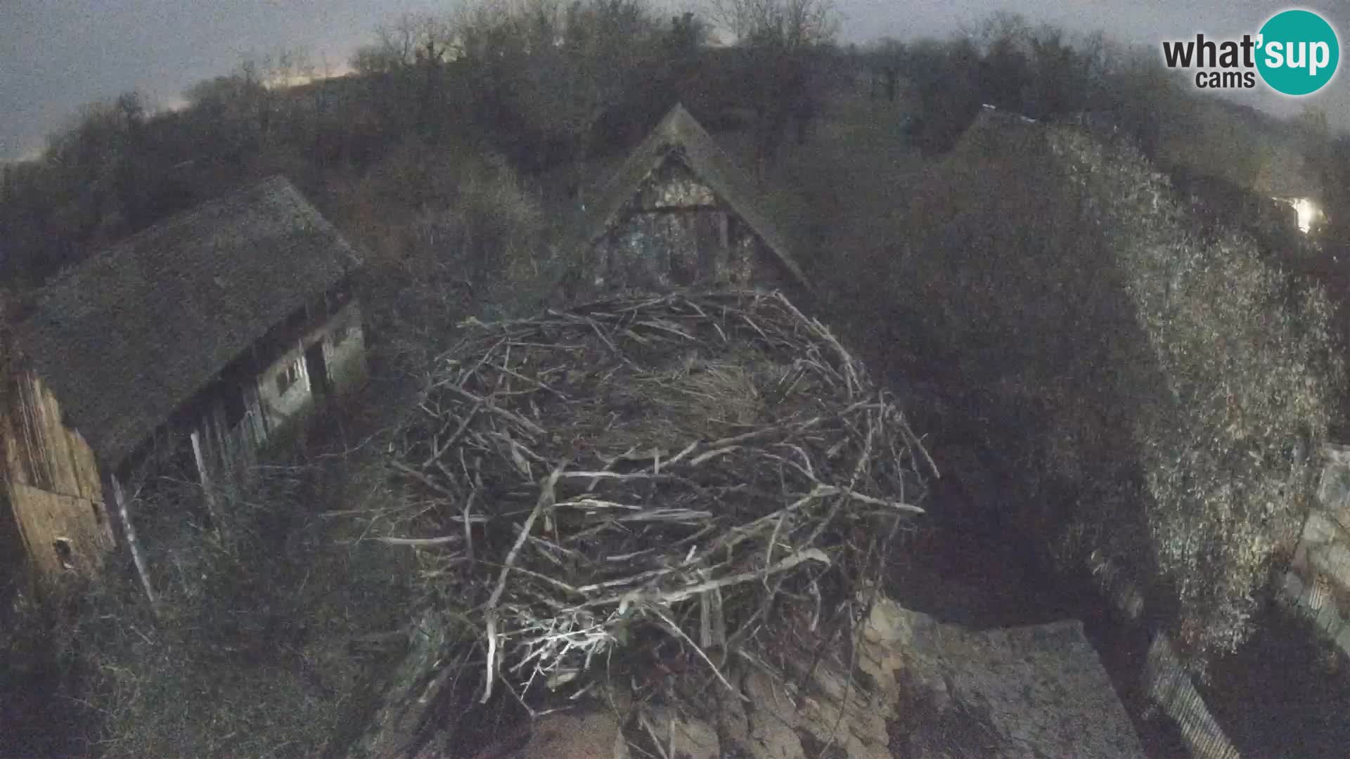 Live webcam European stork village – Lonjsko polje Nature Park