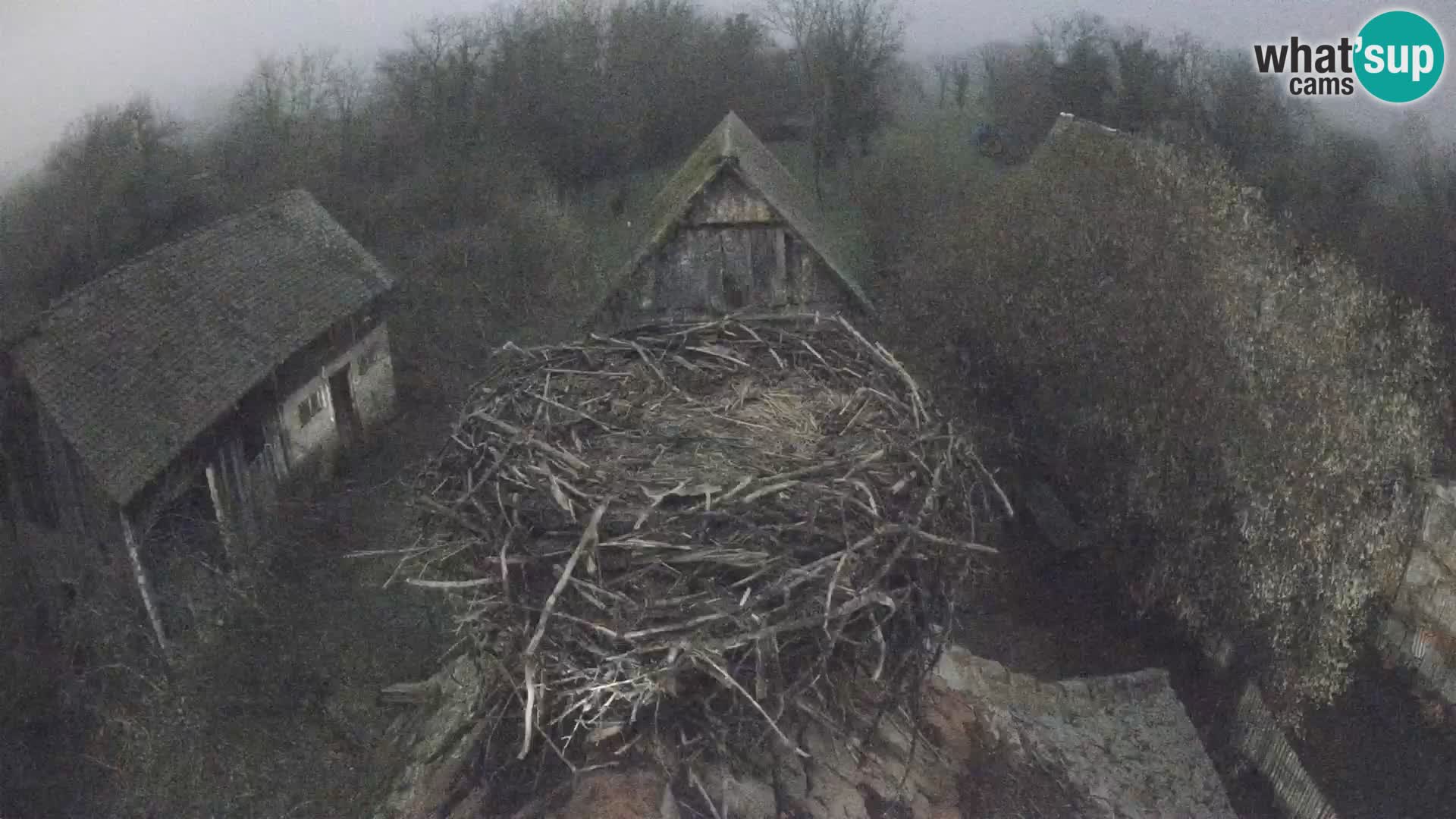 Villaggio delle cicogne europee webcam Parco naturale di Lonjsko polje