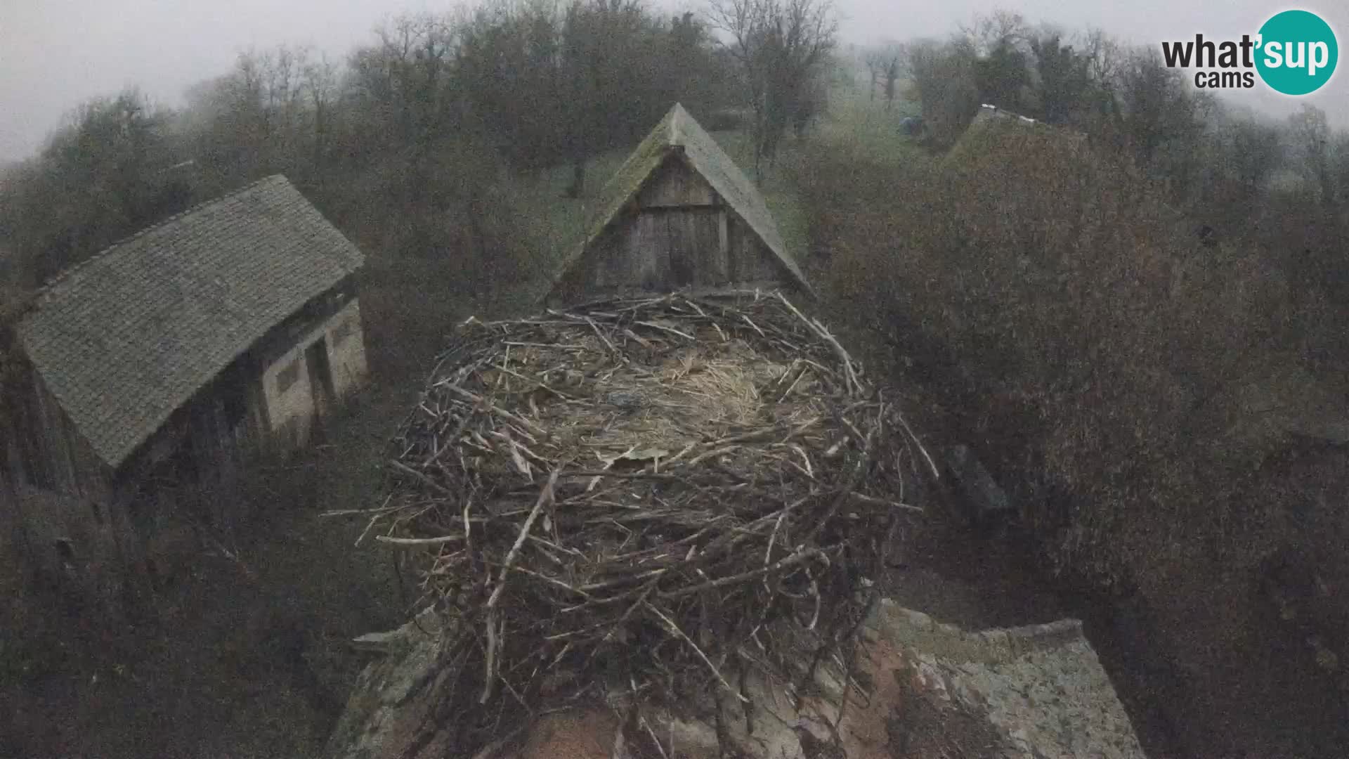 Evropska vas štorklje – Krajinski park Lonjsko polje spletna kamera