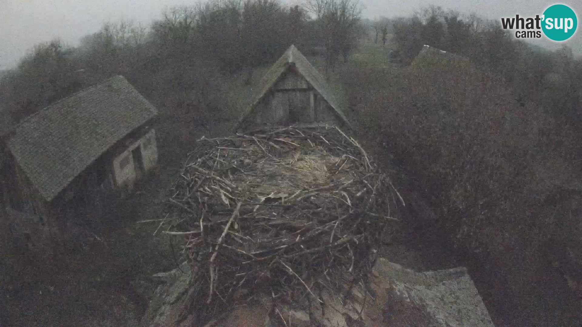 Village européen de cigognes webcam Parc naturel de Lonjsko polje