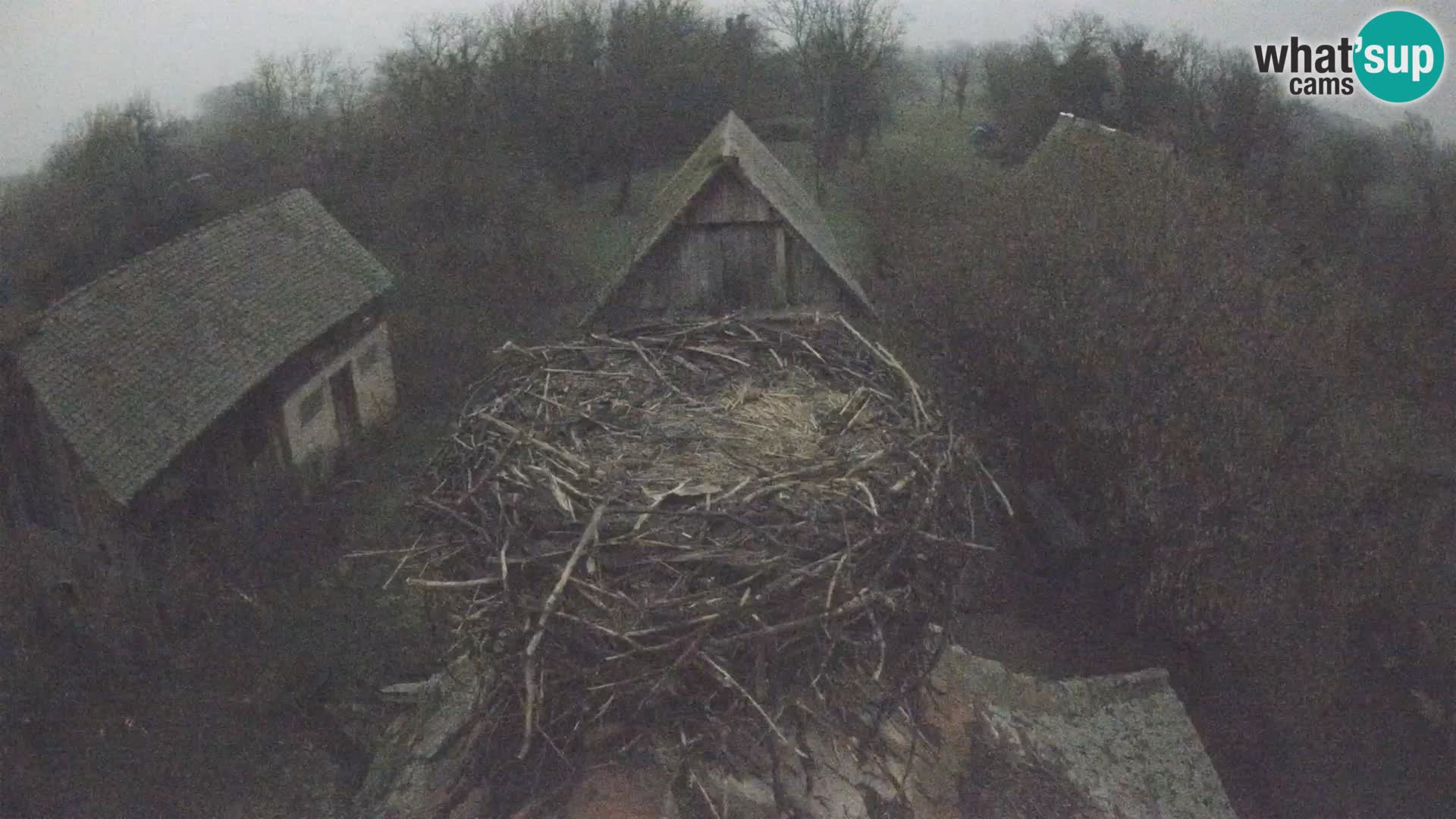 Live webcam European stork village – Lonjsko polje Nature Park