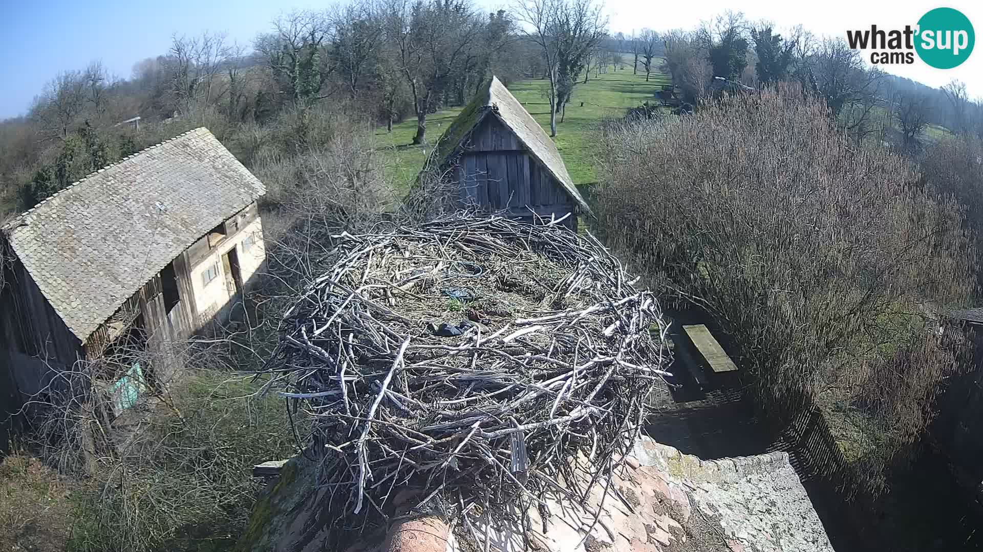 Evropska vas štorklje – Krajinski park Lonjsko polje spletna kamera