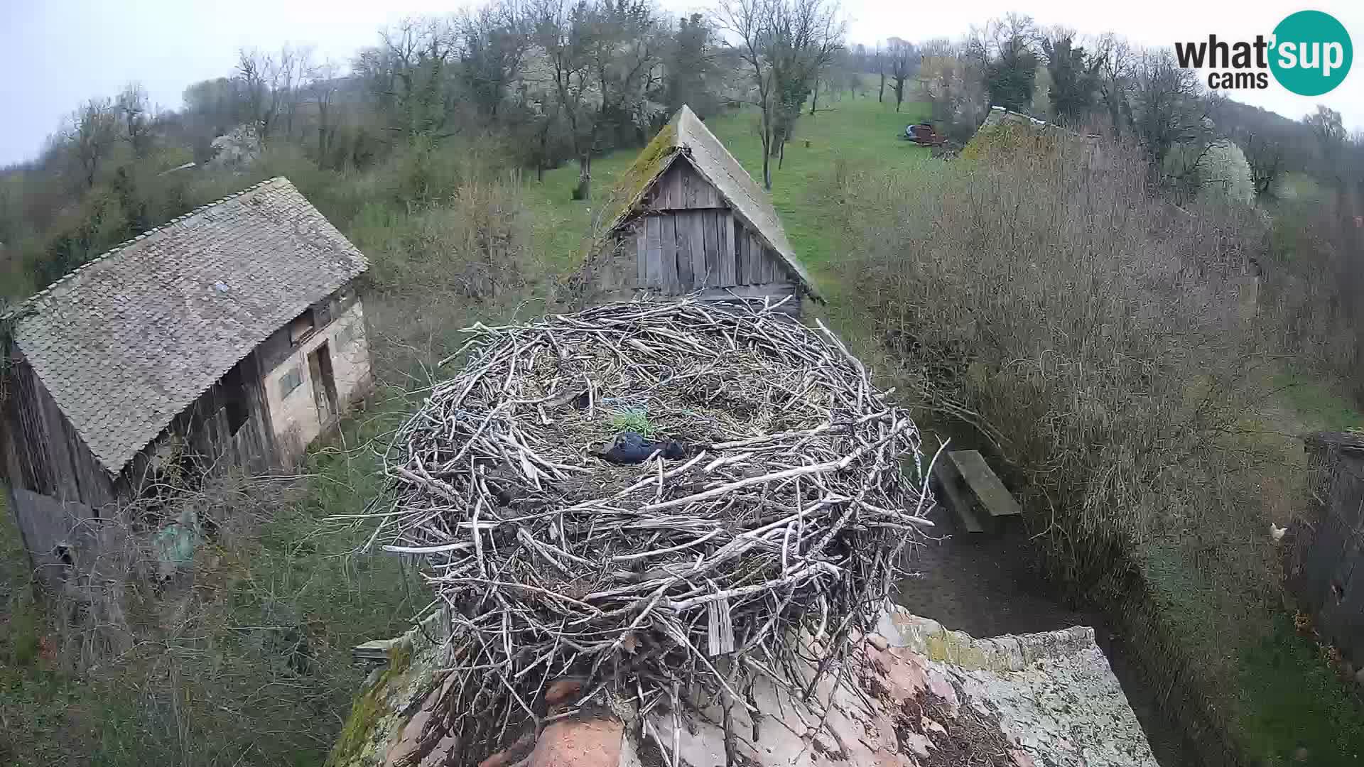 Village européen de cigognes webcam Parc naturel de Lonjsko polje
