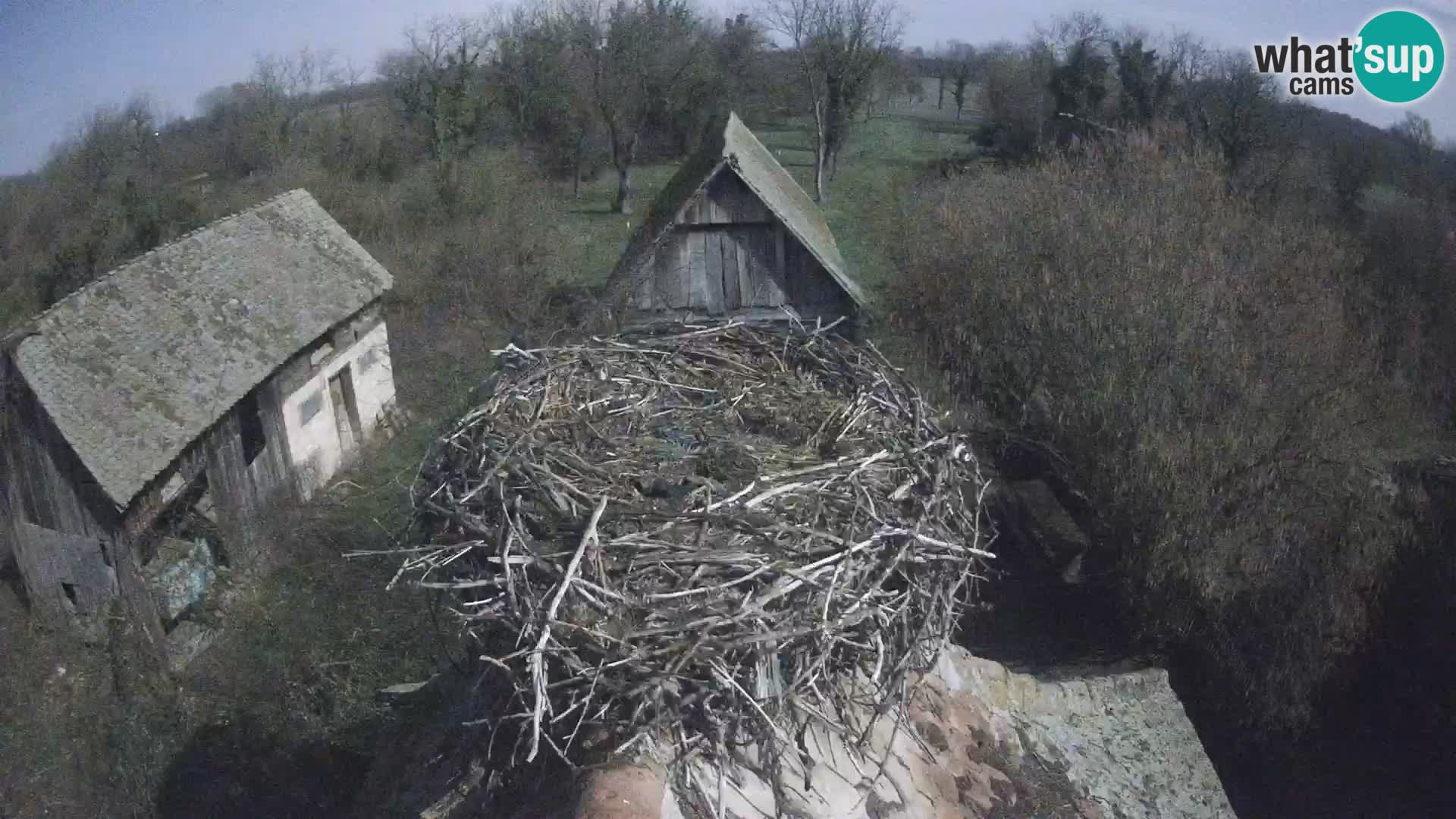 Villaggio delle cicogne europee webcam Parco naturale di Lonjsko polje