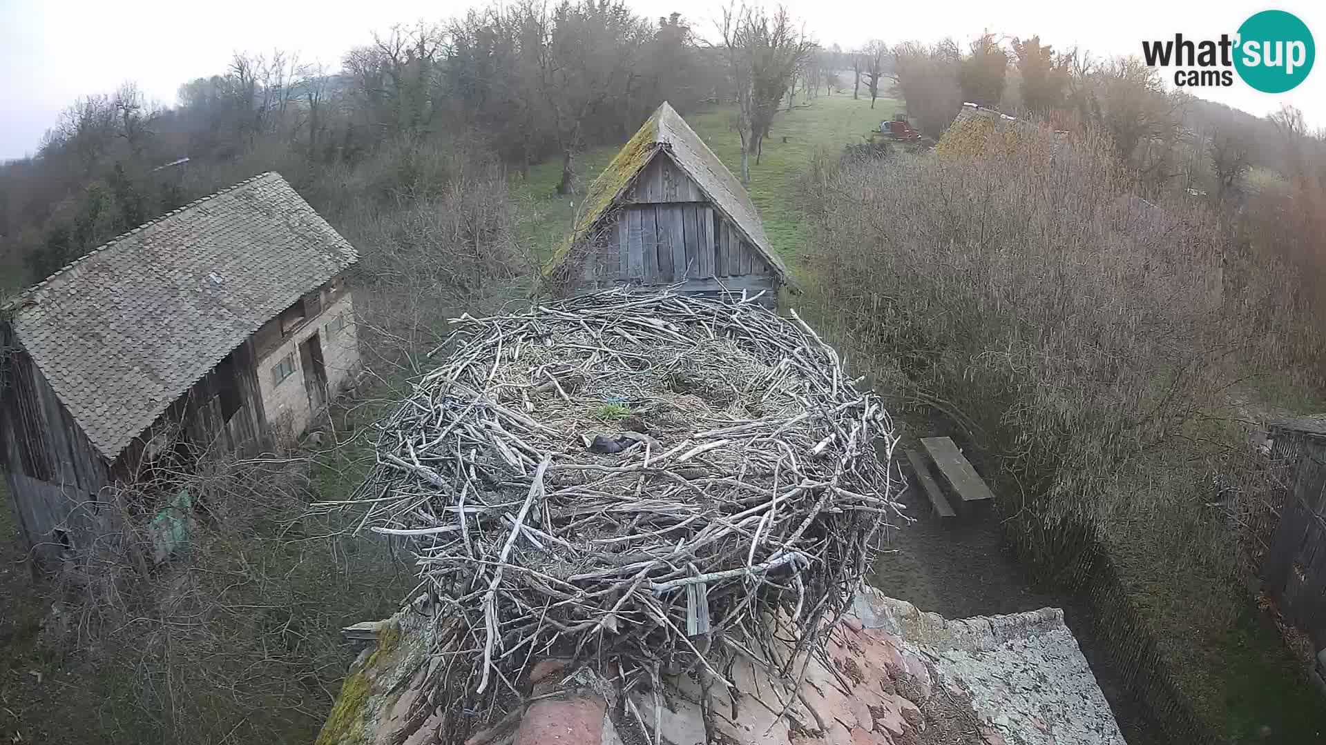 U živo Europsko selo roda – Park prirode Lonjsko polje