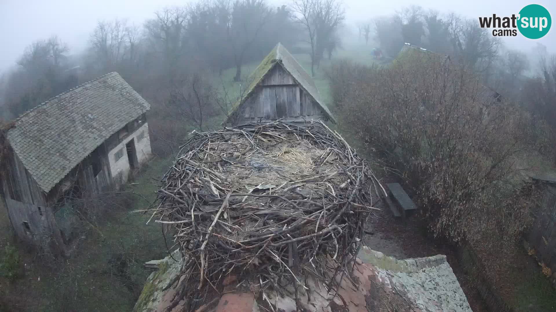 Village européen de cigognes webcam Parc naturel de Lonjsko polje