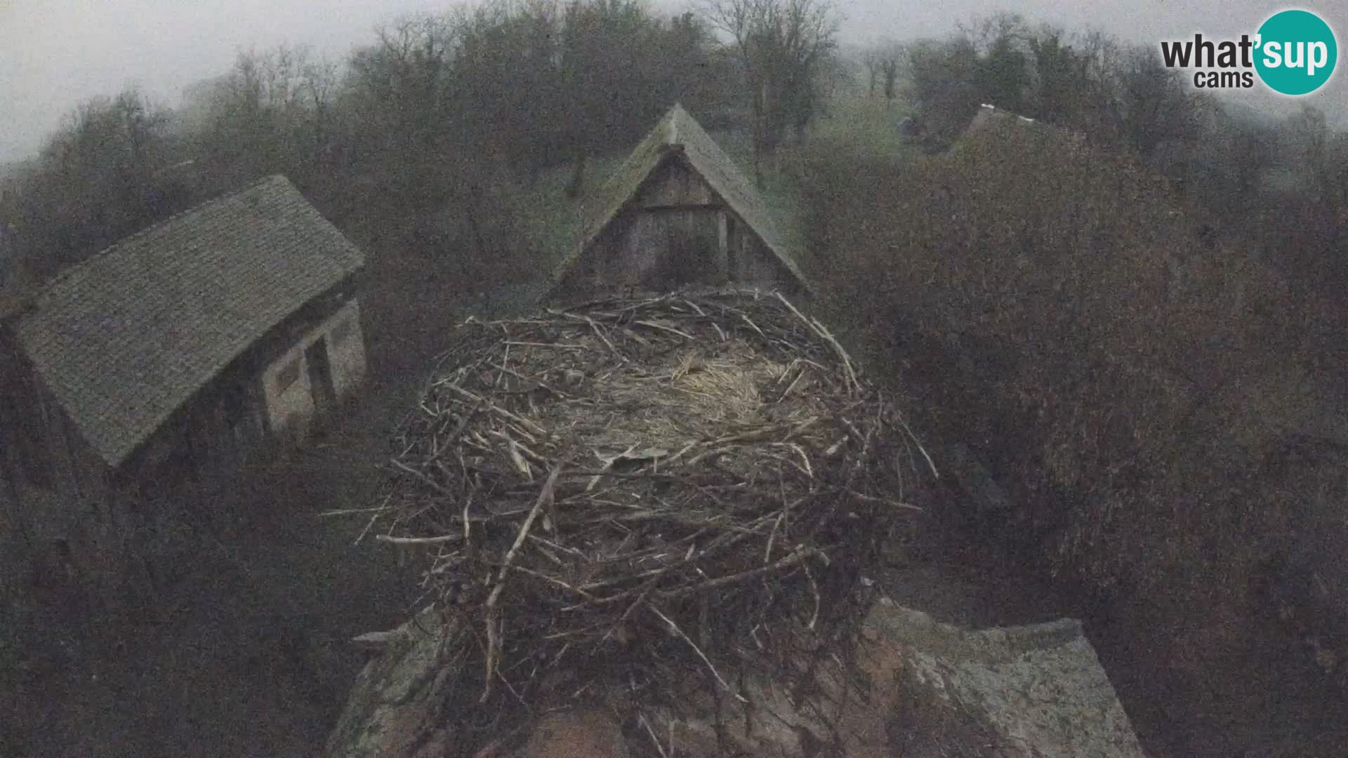 Villaggio delle cicogne europee webcam Parco naturale di Lonjsko polje