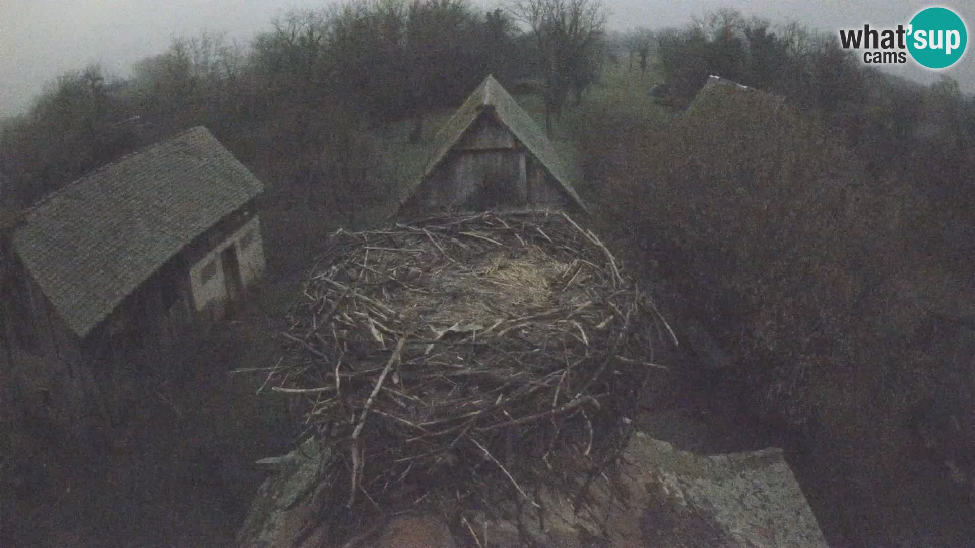 Pueblo europeo de cigüeñas camera en vivo Parque Natural Lonjsko polje