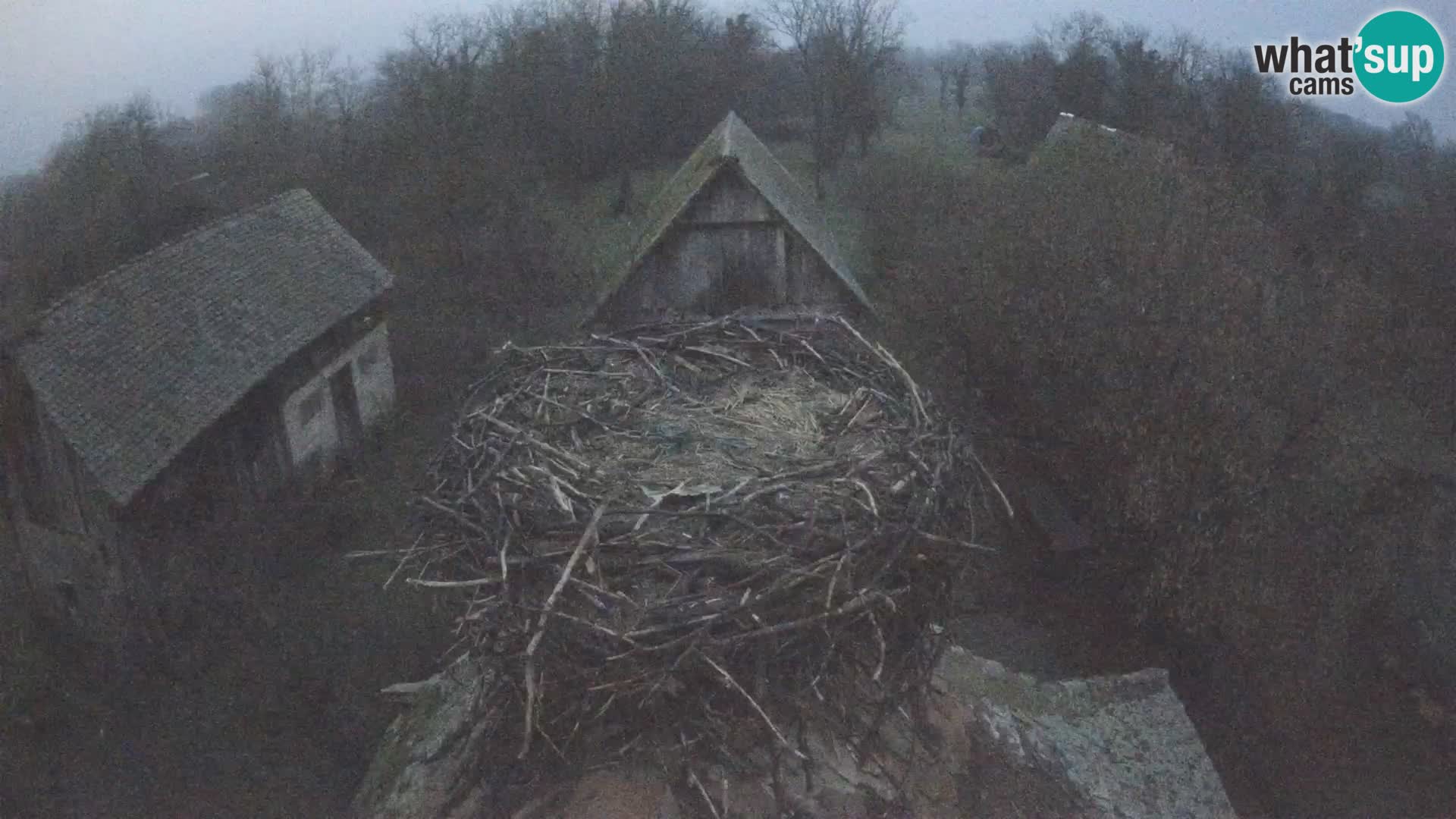 Pueblo europeo de cigüeñas camera en vivo Parque Natural Lonjsko polje