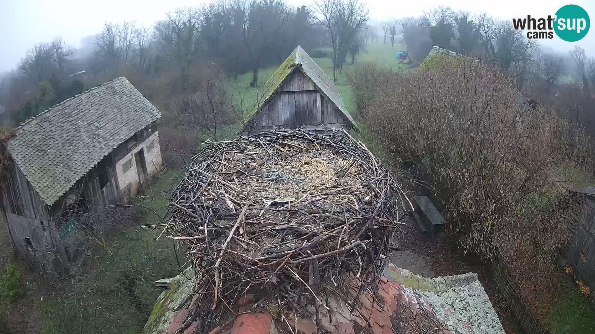 Villaggio delle cicogne europee webcam Parco naturale di Lonjsko polje