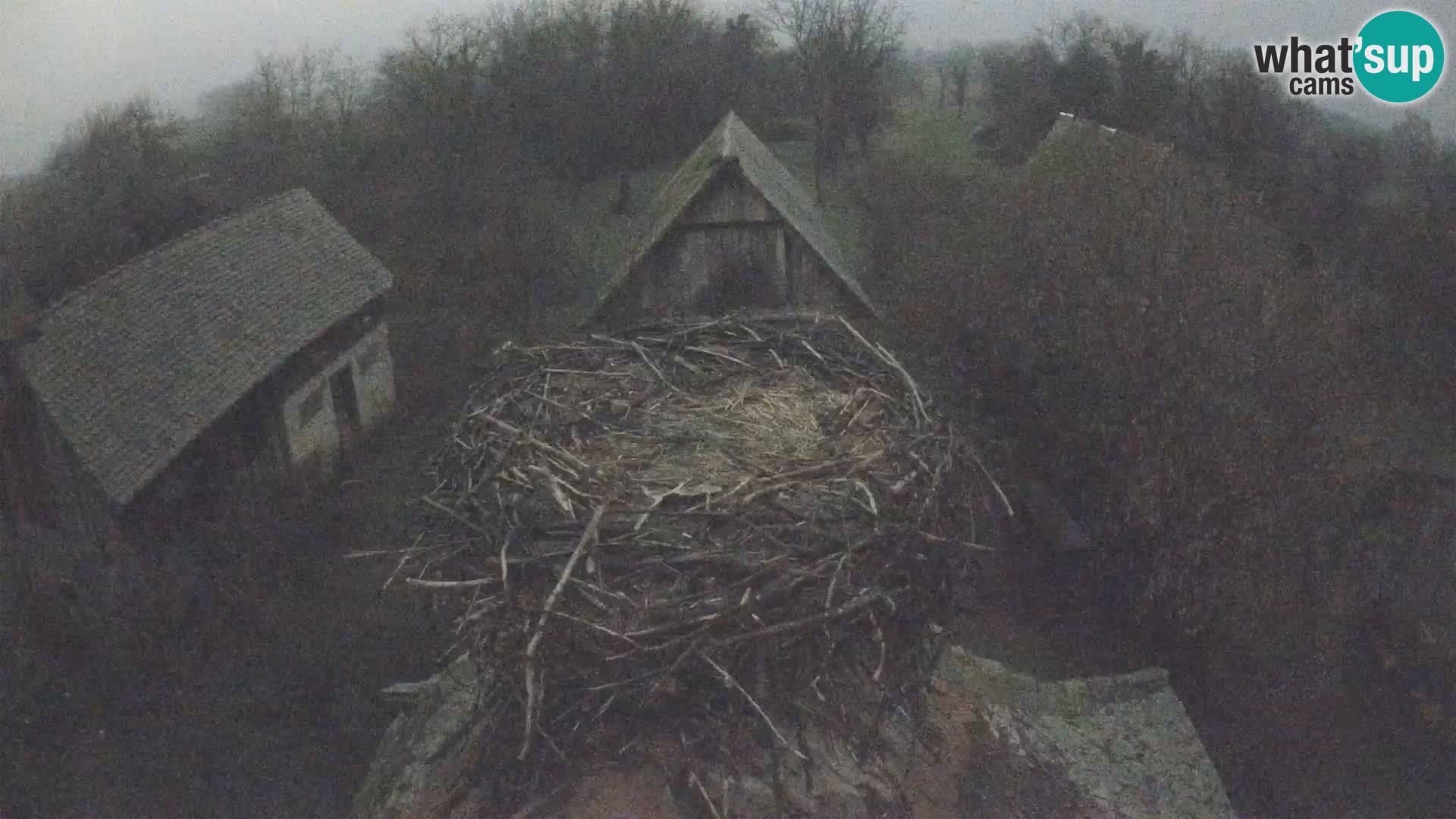 Villaggio delle cicogne europee webcam Parco naturale di Lonjsko polje