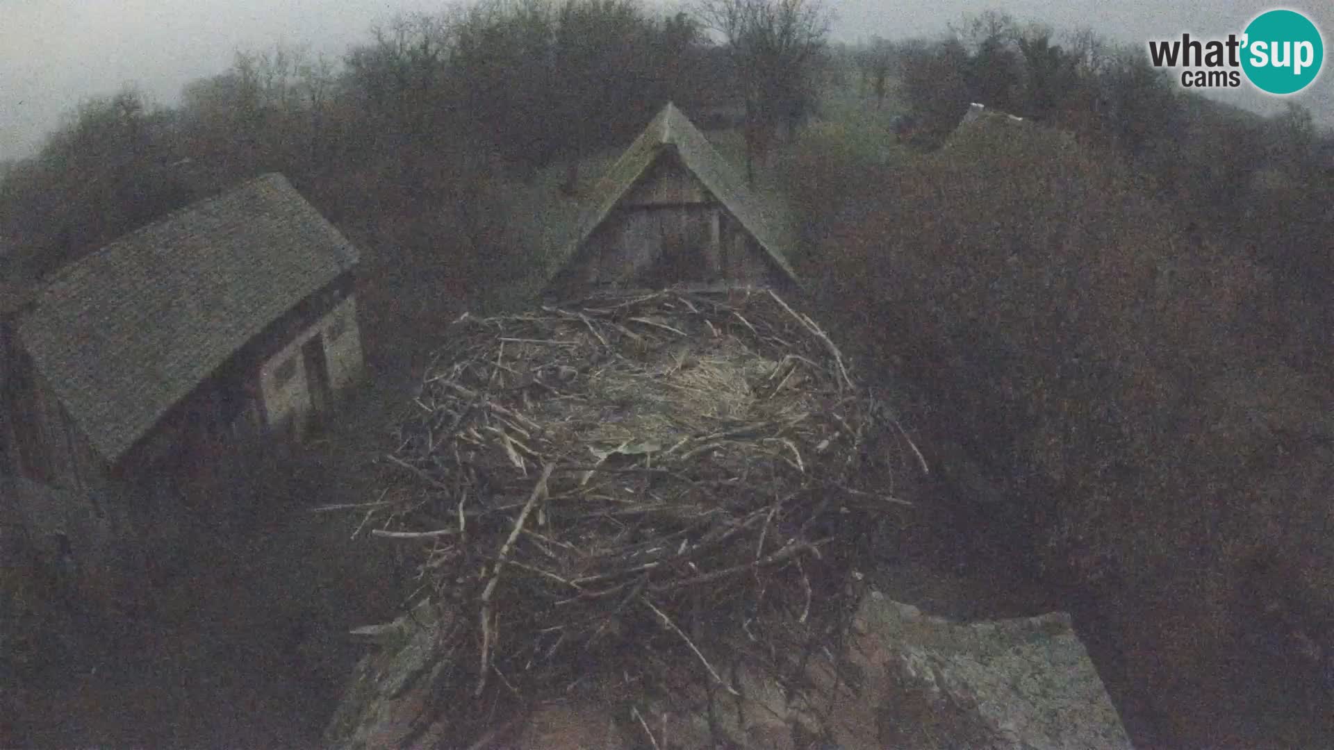 Village européen de cigognes webcam Parc naturel de Lonjsko polje