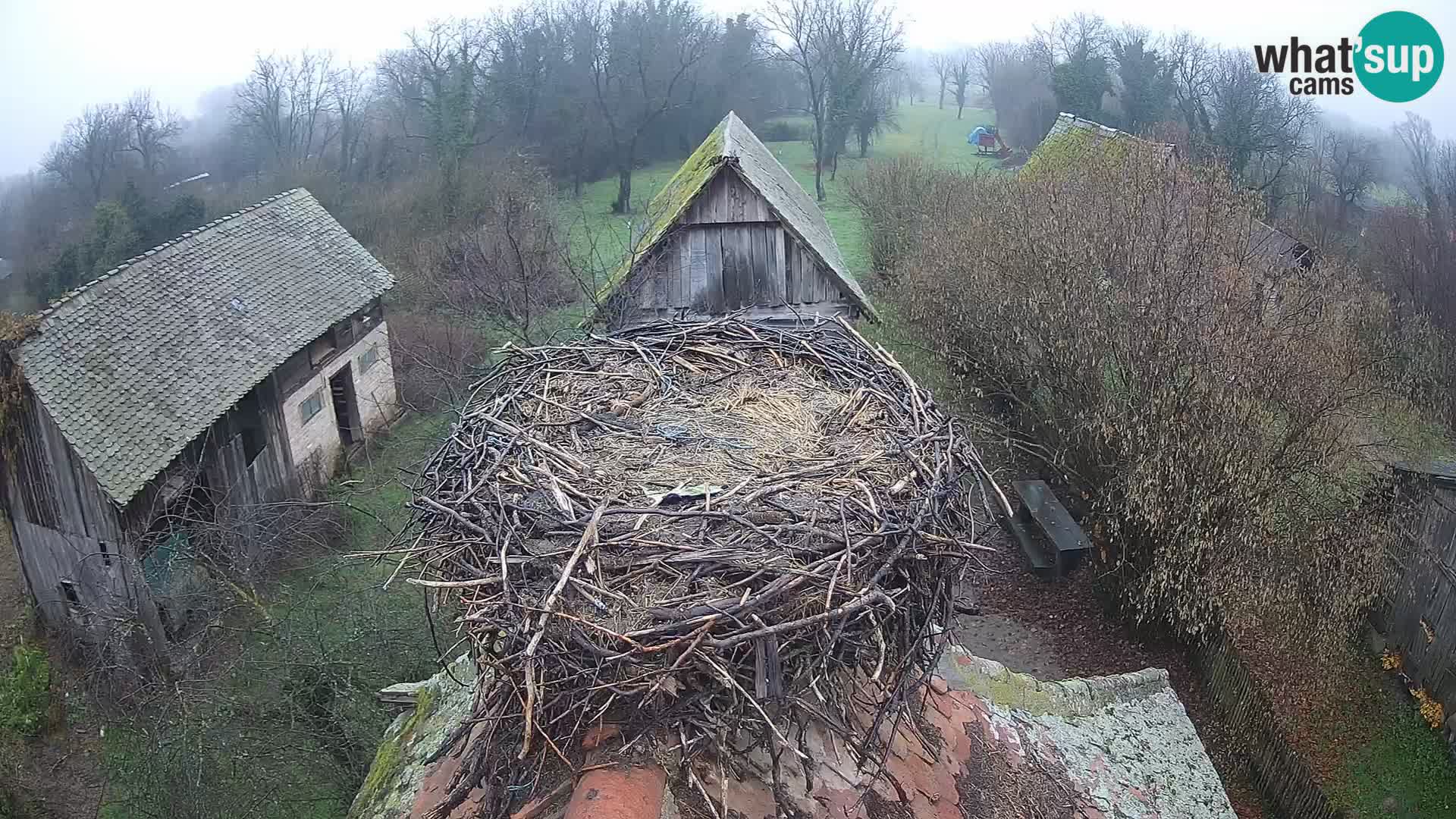 Villaggio delle cicogne europee webcam Parco naturale di Lonjsko polje