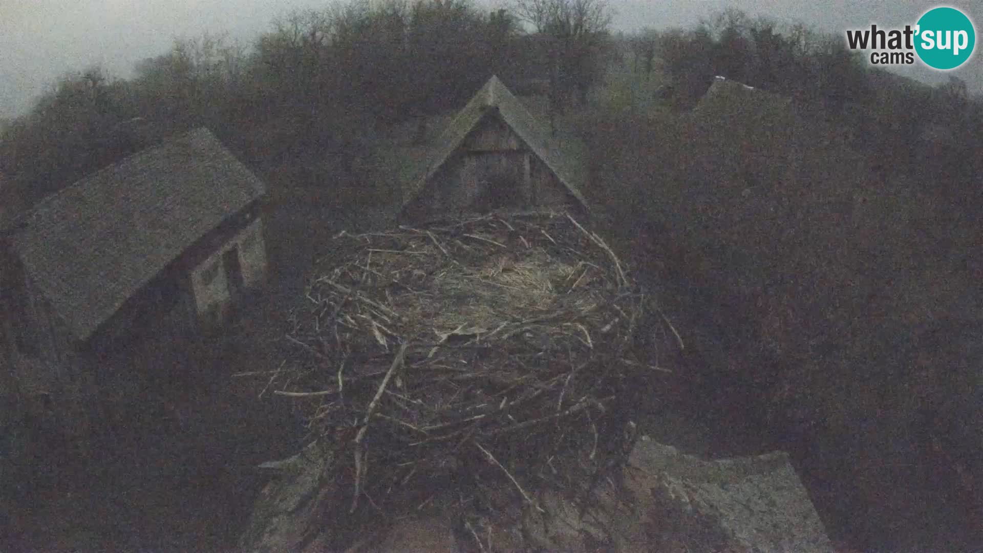 Evropska vas štorklje – Krajinski park Lonjsko polje spletna kamera