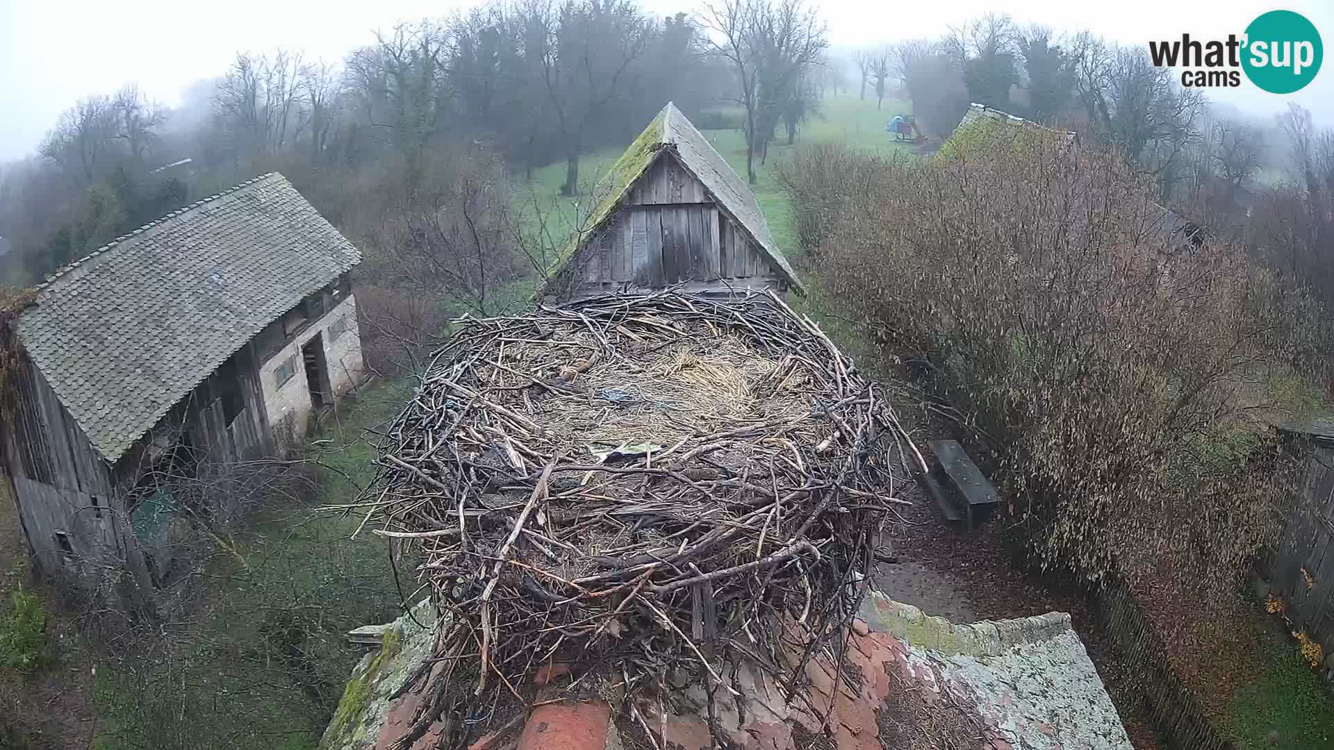 Villaggio delle cicogne europee webcam Parco naturale di Lonjsko polje
