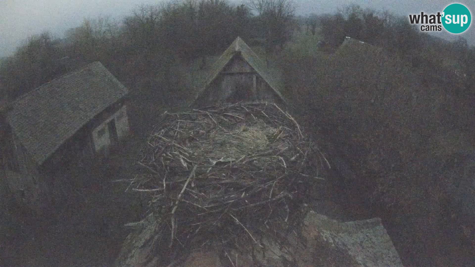 Villaggio delle cicogne europee webcam Parco naturale di Lonjsko polje