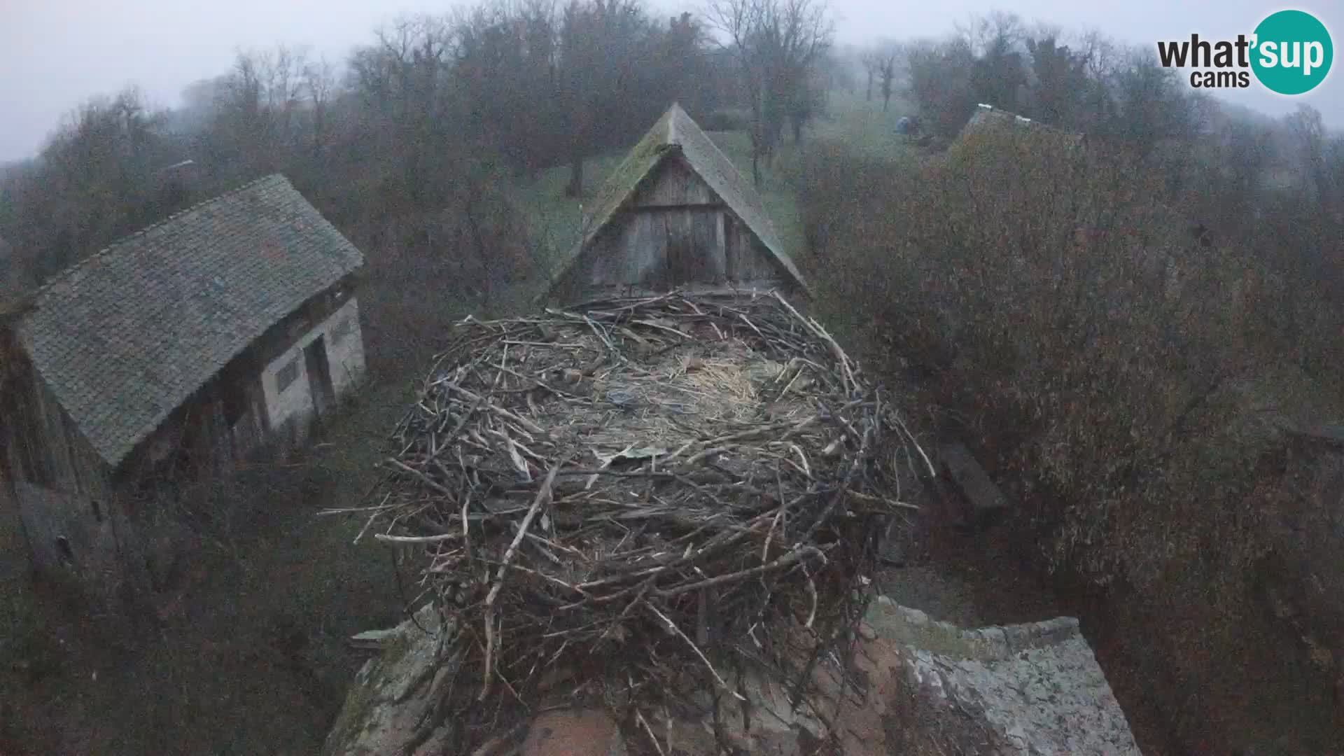 Villaggio delle cicogne europee webcam Parco naturale di Lonjsko polje