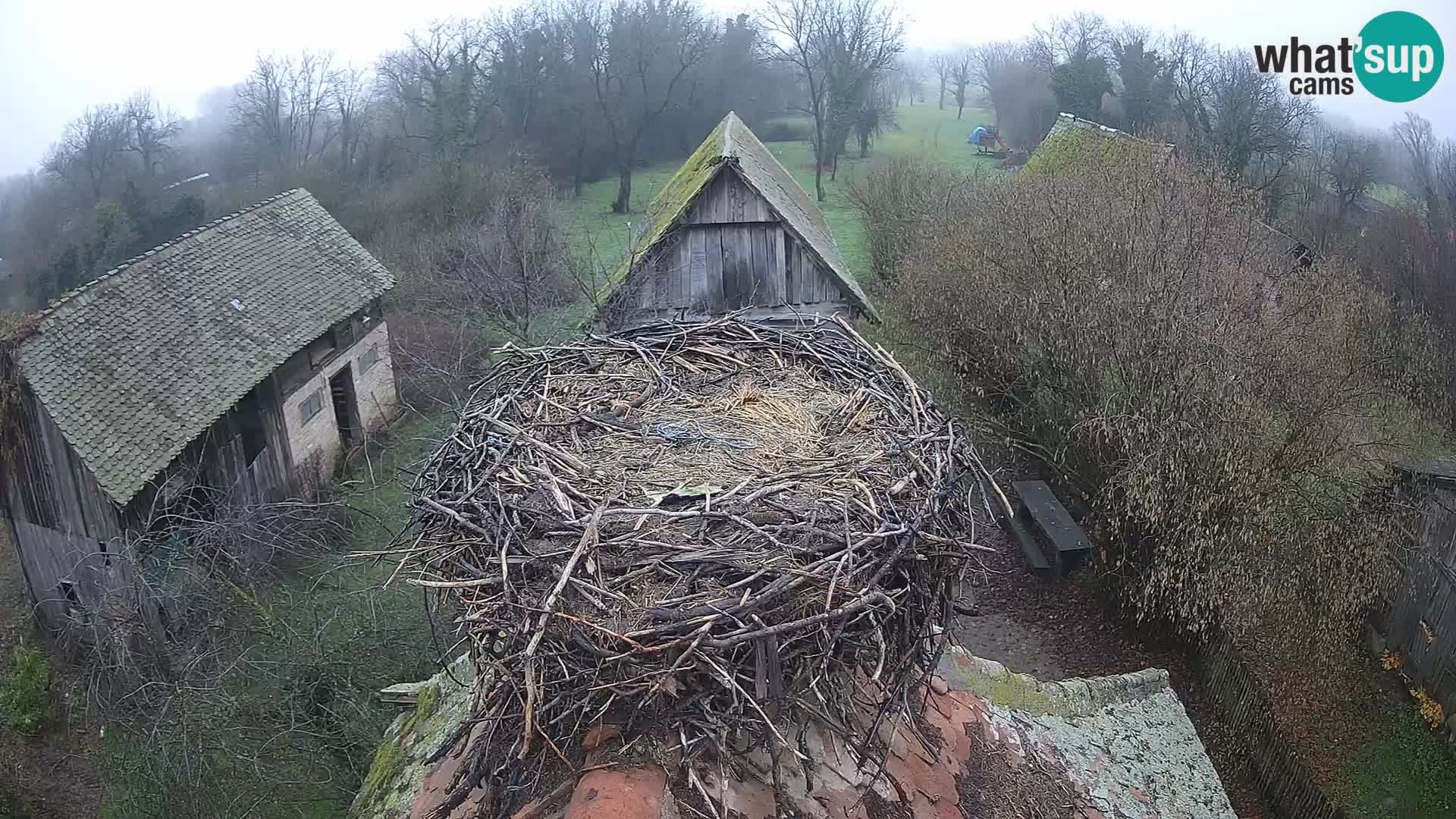 Pueblo europeo de cigüeñas camera en vivo Parque Natural Lonjsko polje