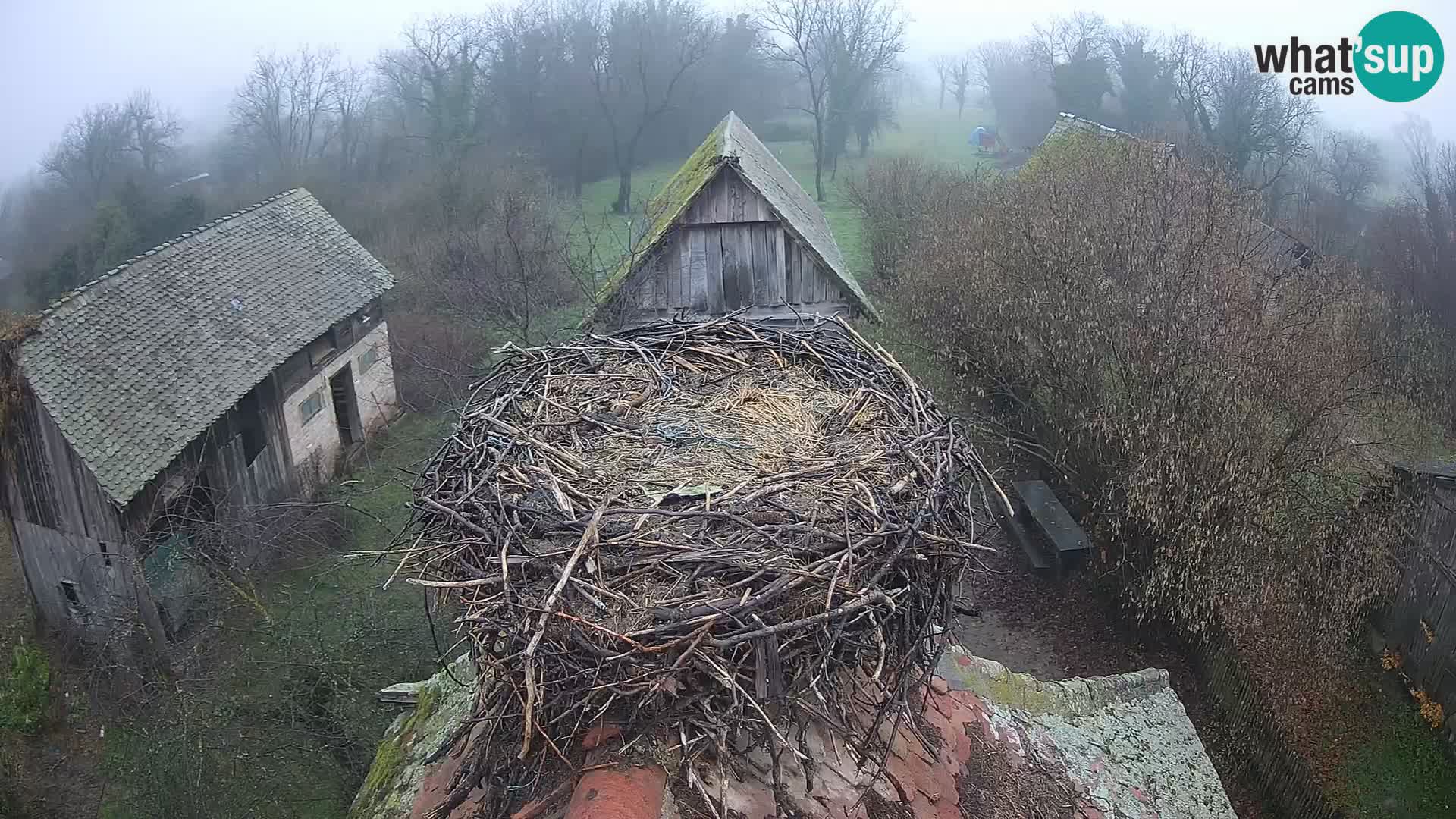 Villaggio delle cicogne europee webcam Parco naturale di Lonjsko polje