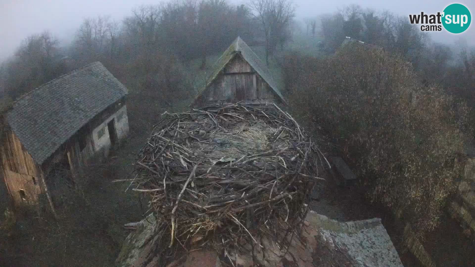 Villaggio delle cicogne europee webcam Parco naturale di Lonjsko polje