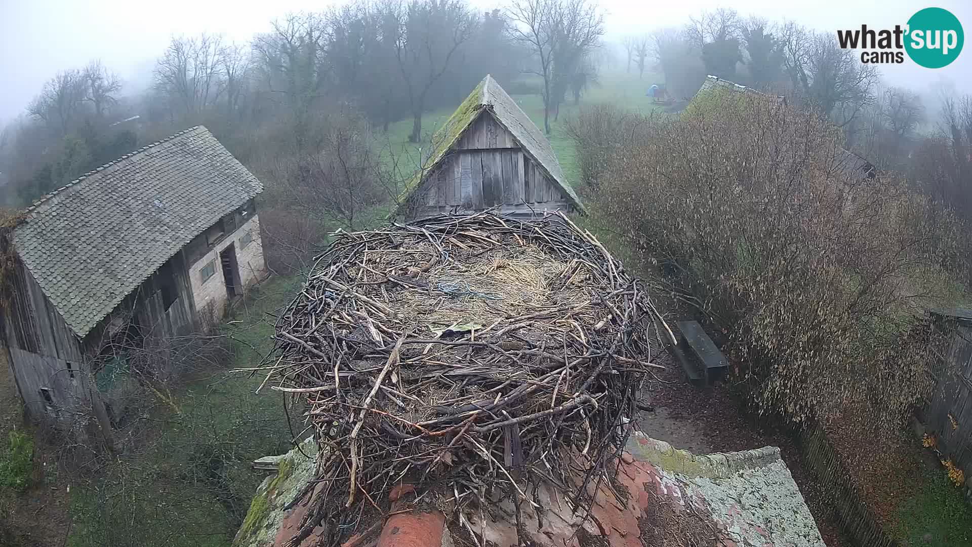 Village européen de cigognes webcam Parc naturel de Lonjsko polje