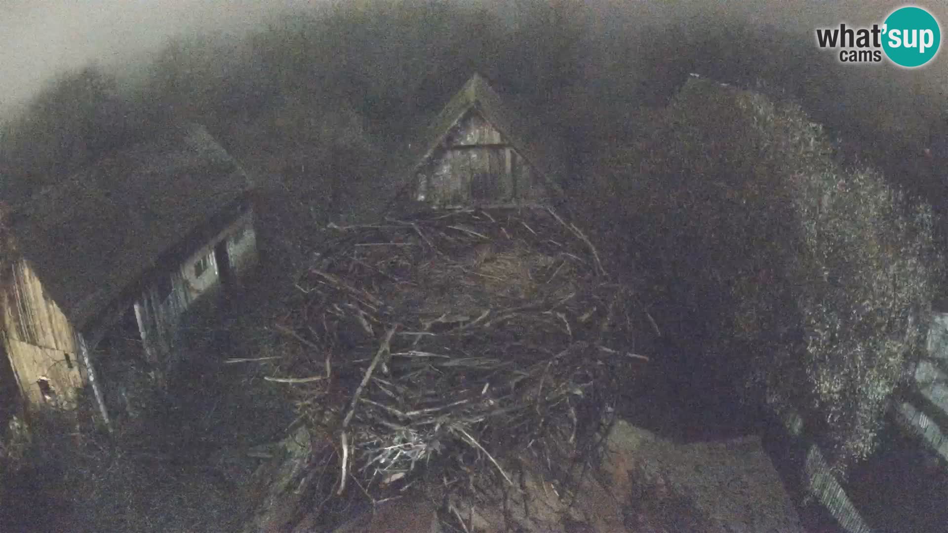 Village européen de cigognes webcam Parc naturel de Lonjsko polje