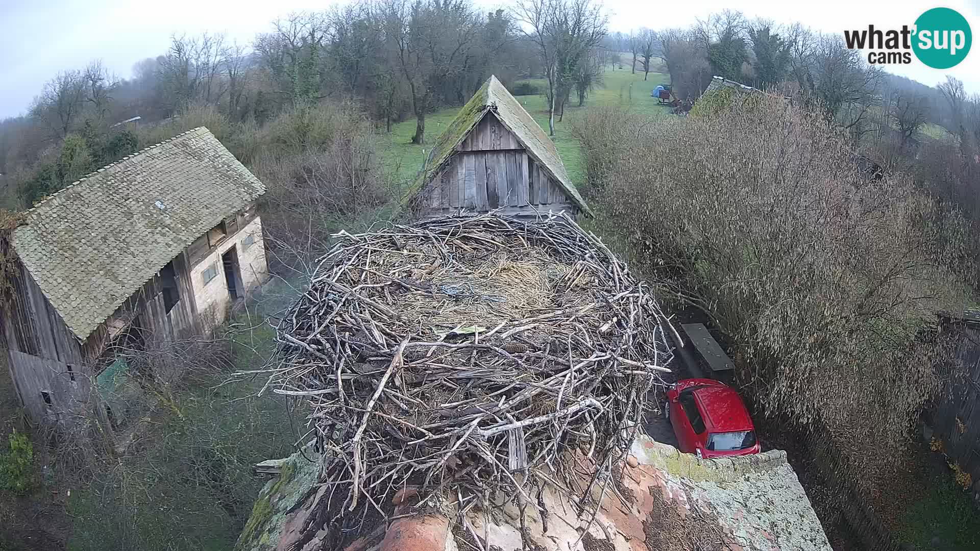 Pueblo europeo de cigüeñas camera en vivo Parque Natural Lonjsko polje
