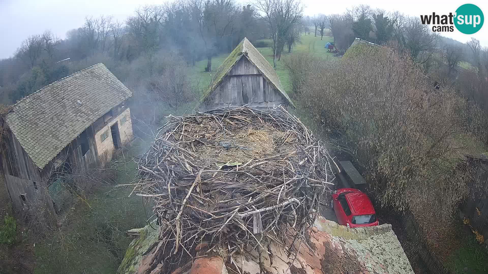 Pueblo europeo de cigüeñas camera en vivo Parque Natural Lonjsko polje