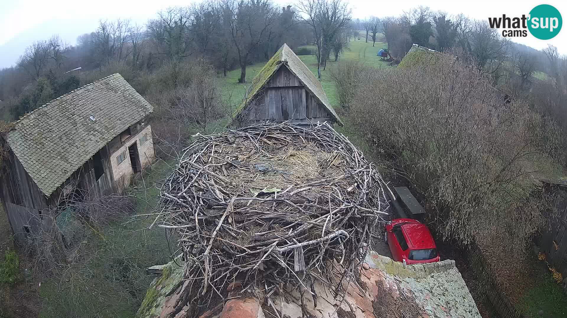Village européen de cigognes webcam Parc naturel de Lonjsko polje