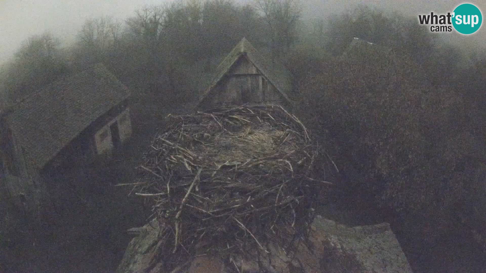 Webcam Europäisches Storchendorf – Naturpark Lonjsko polje