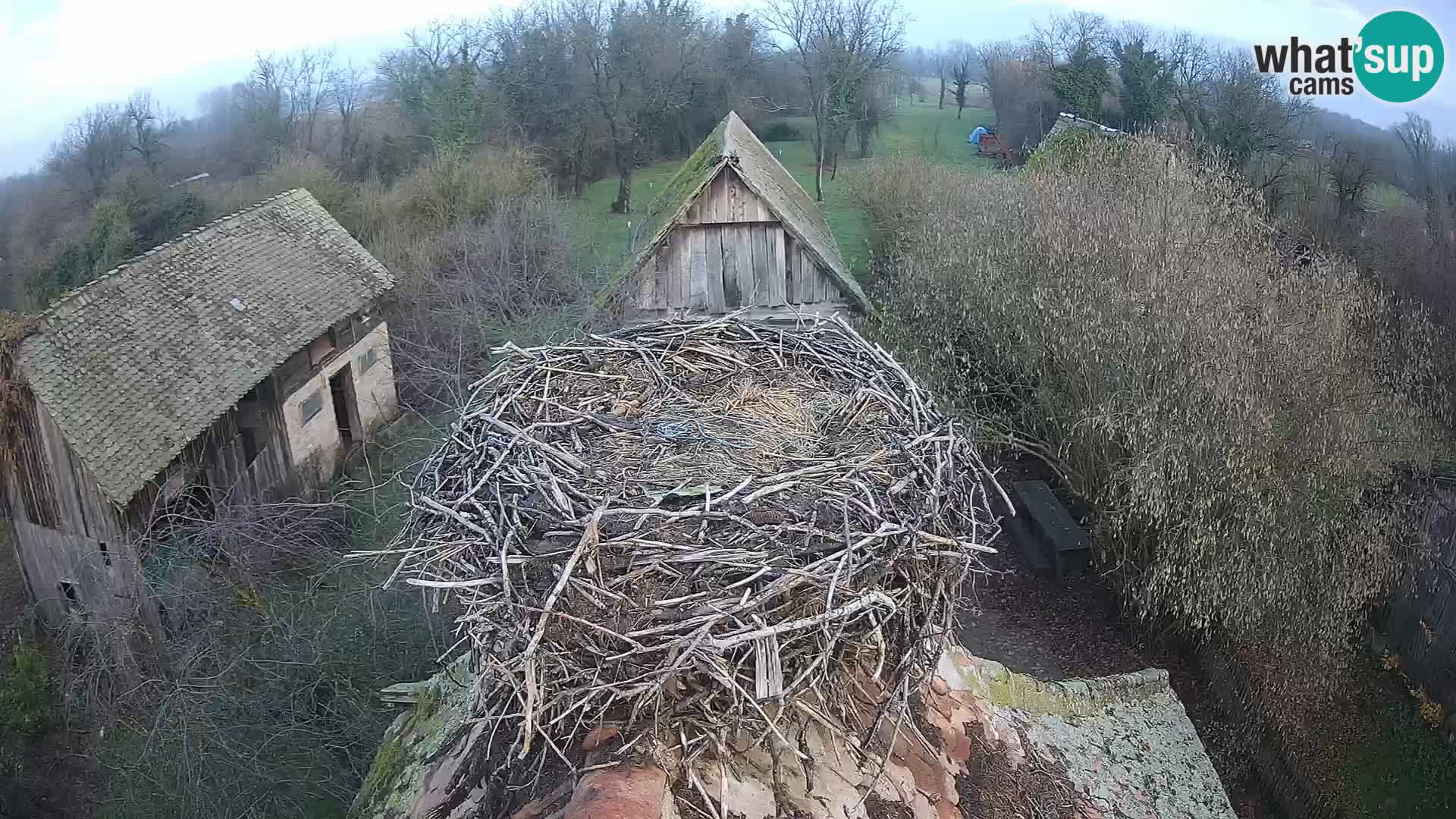 Pueblo europeo de cigüeñas camera en vivo Parque Natural Lonjsko polje