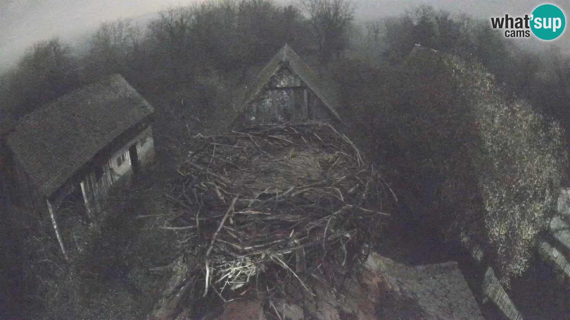 Webcam Europäisches Storchendorf – Naturpark Lonjsko polje