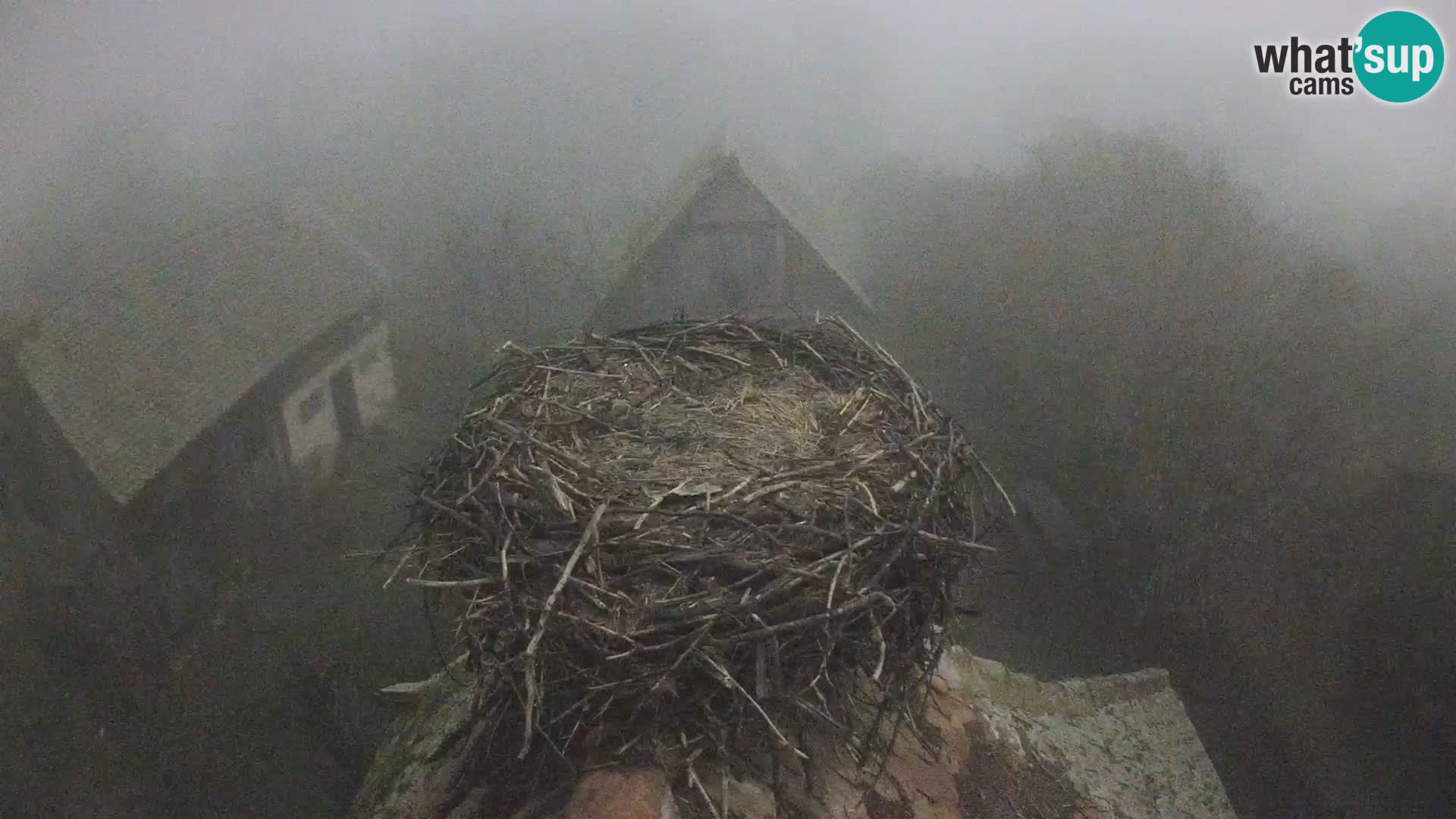 Pueblo europeo de cigüeñas camera en vivo Parque Natural Lonjsko polje