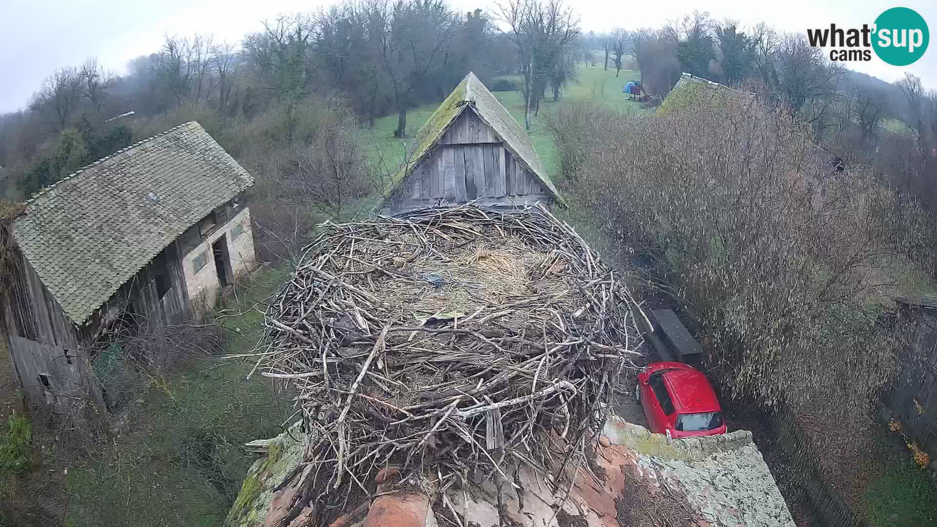 Pueblo europeo de cigüeñas camera en vivo Parque Natural Lonjsko polje