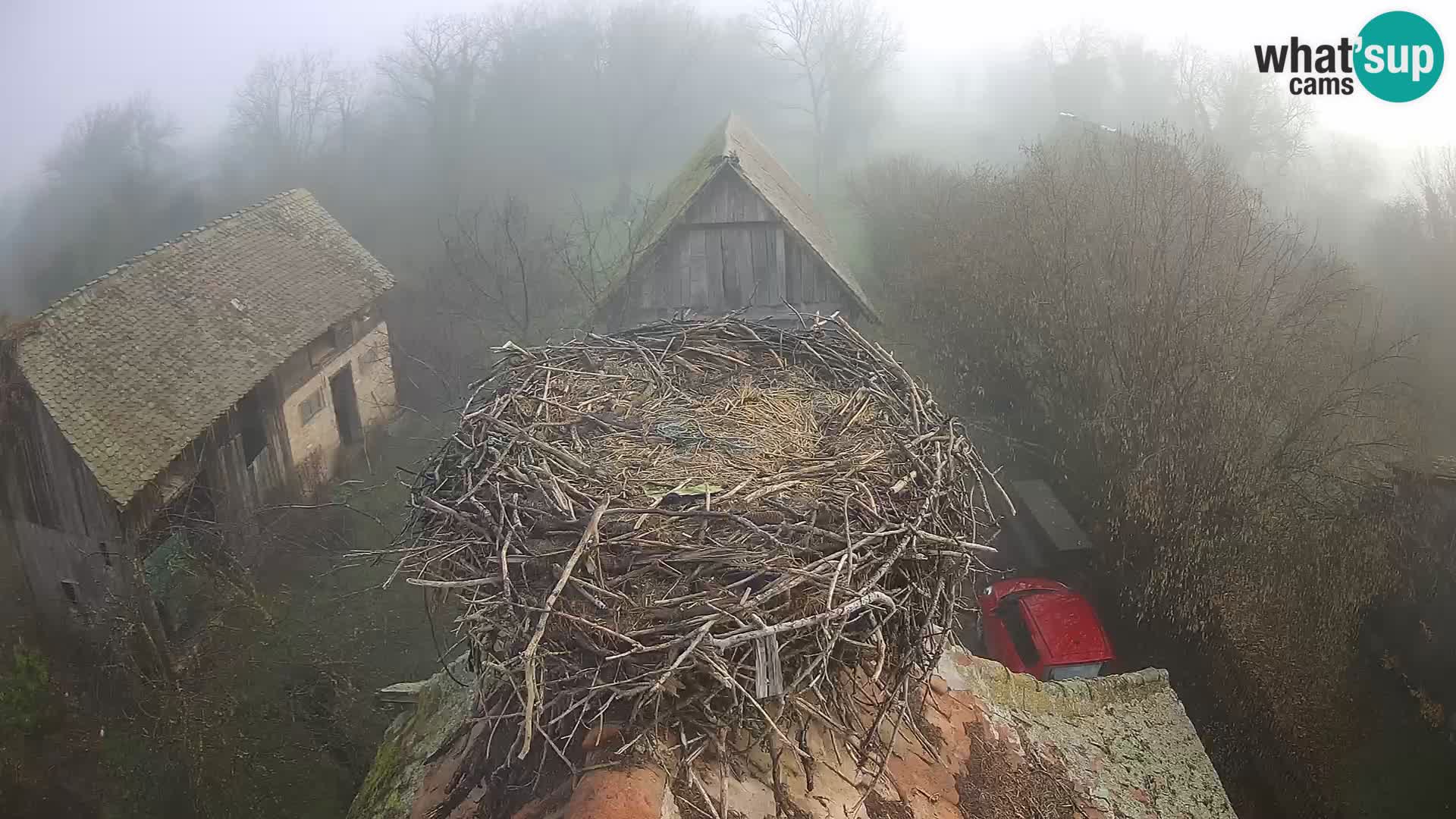 Evropska vas štorklje – Krajinski park Lonjsko polje spletna kamera