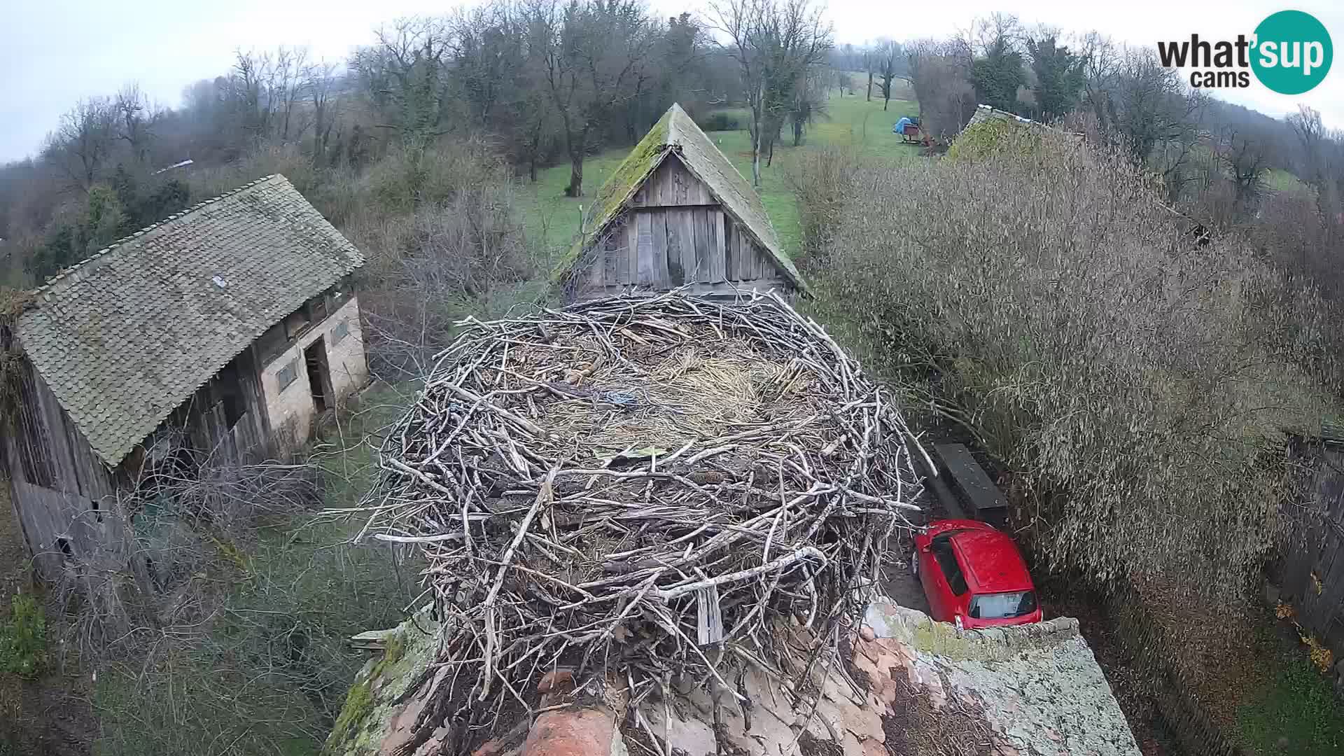 Pueblo europeo de cigüeñas camera en vivo Parque Natural Lonjsko polje