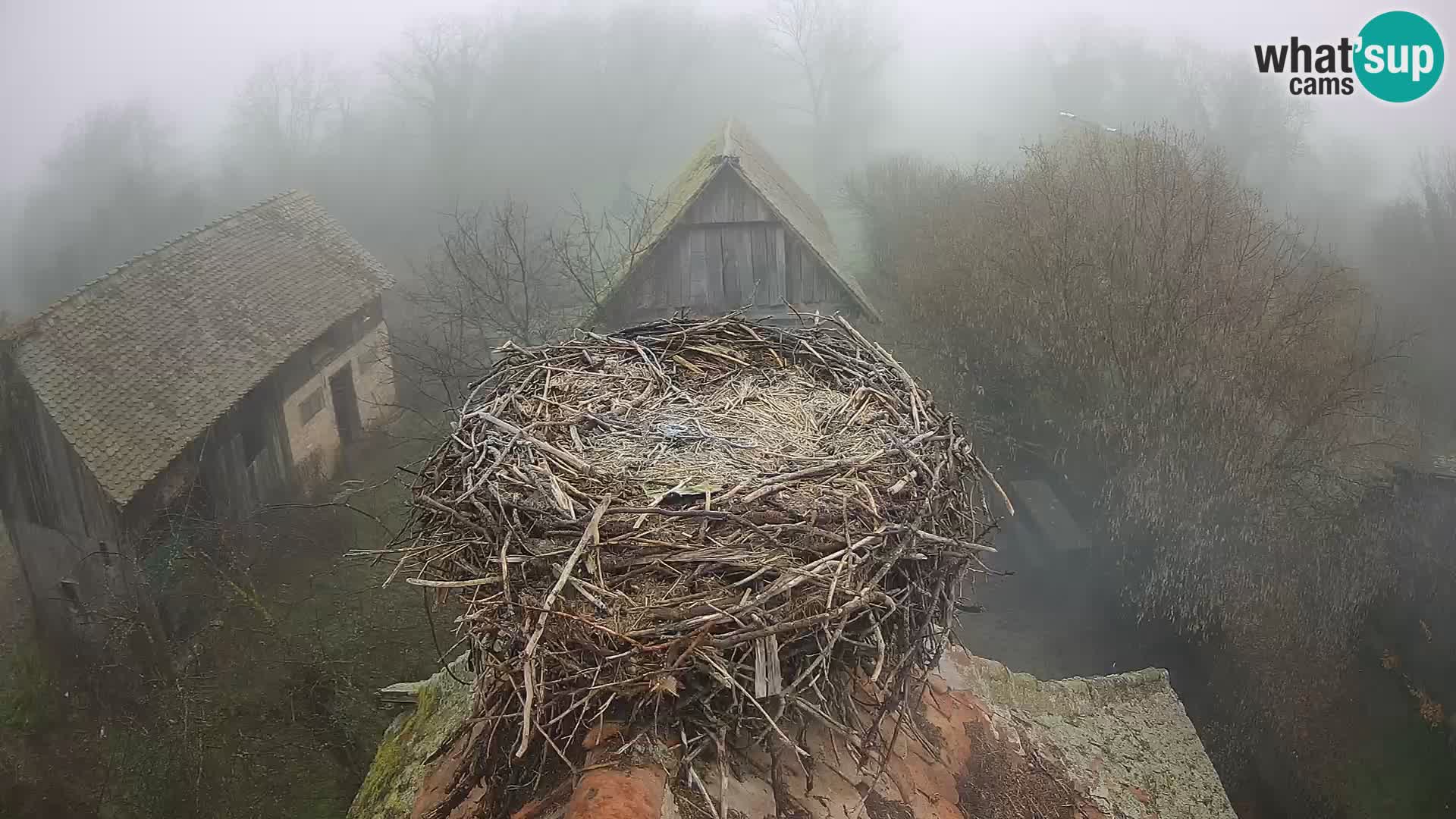 Evropska vas štorklje – Krajinski park Lonjsko polje spletna kamera