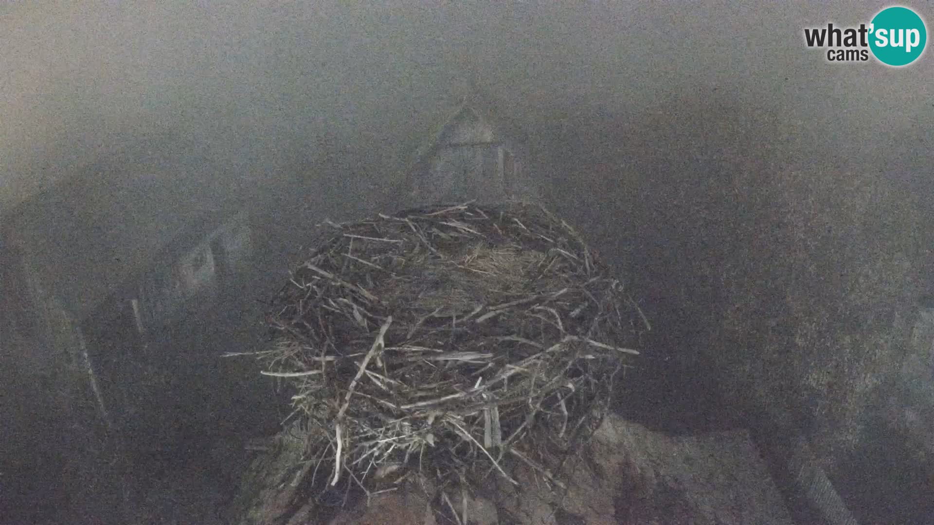 Webcam Europäisches Storchendorf – Naturpark Lonjsko polje